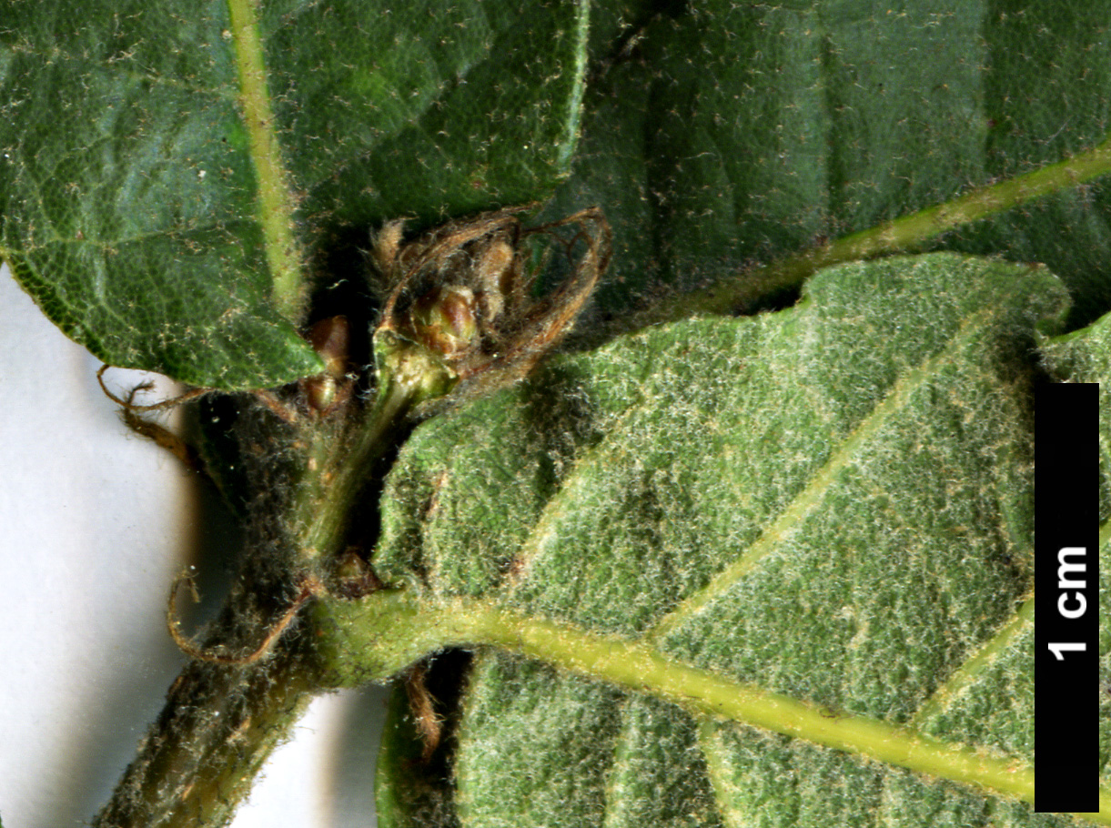 High resolution image: Family: Fagaceae - Genus: Quercus - Taxon: laeta