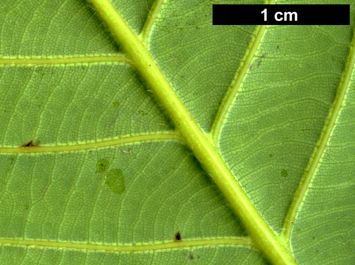 High resolution image: Family: Fagaceae - Genus: Quercus - Taxon: lamellosa