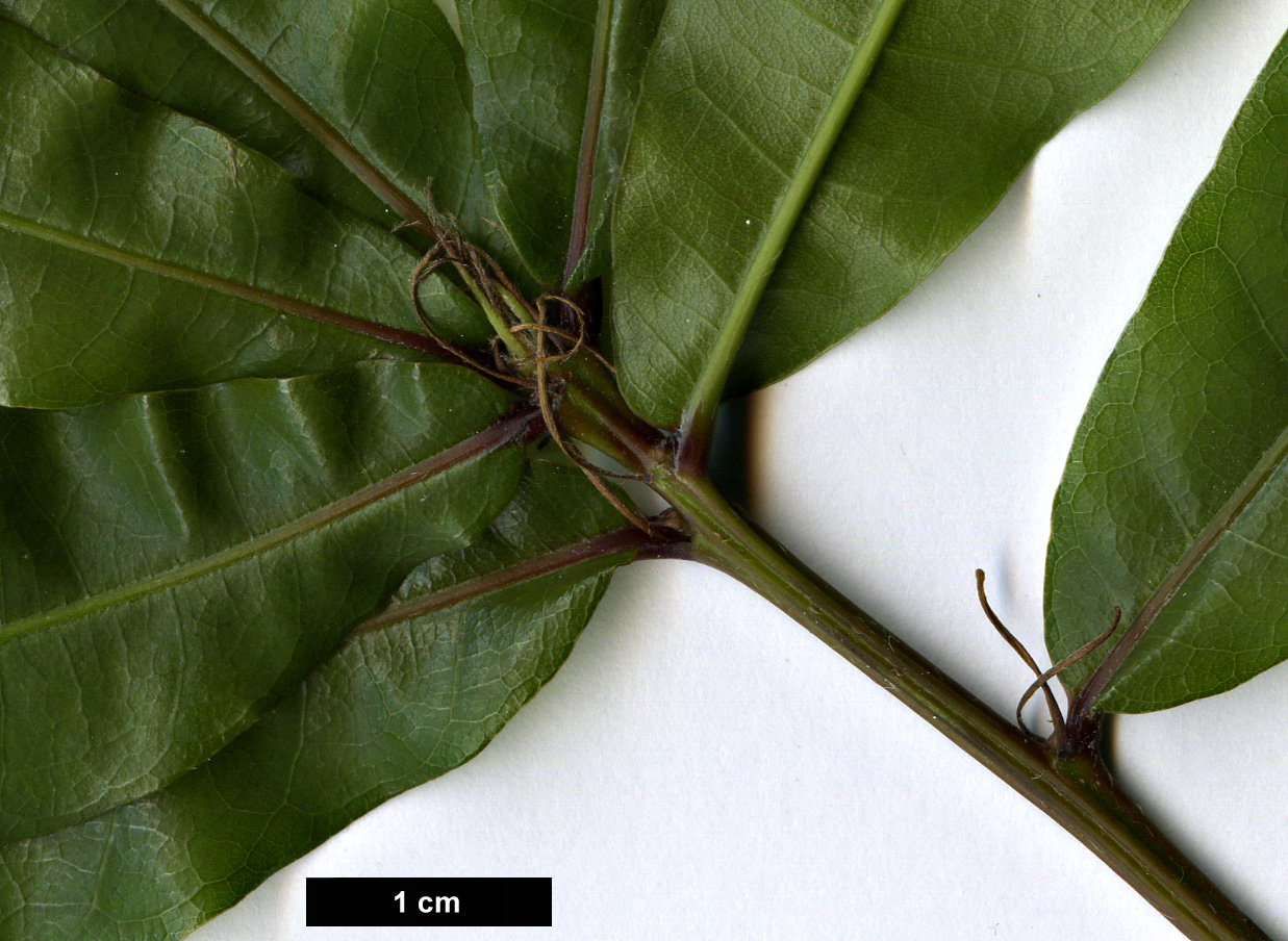 High resolution image: Family: Fagaceae - Genus: Quercus - Taxon: lancifolia