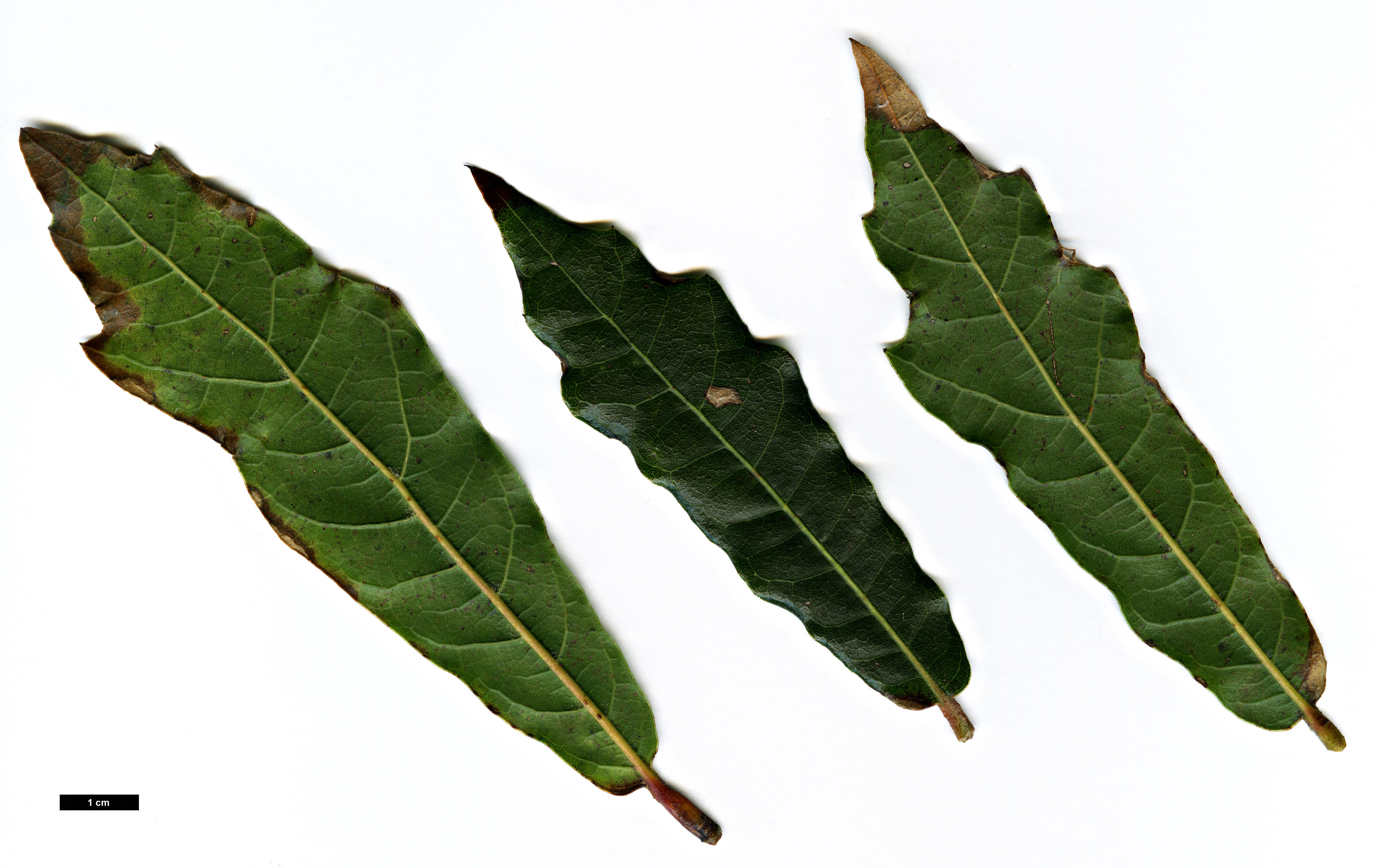 High resolution image: Family: Fagaceae - Genus: Quercus - Taxon: lancifolia