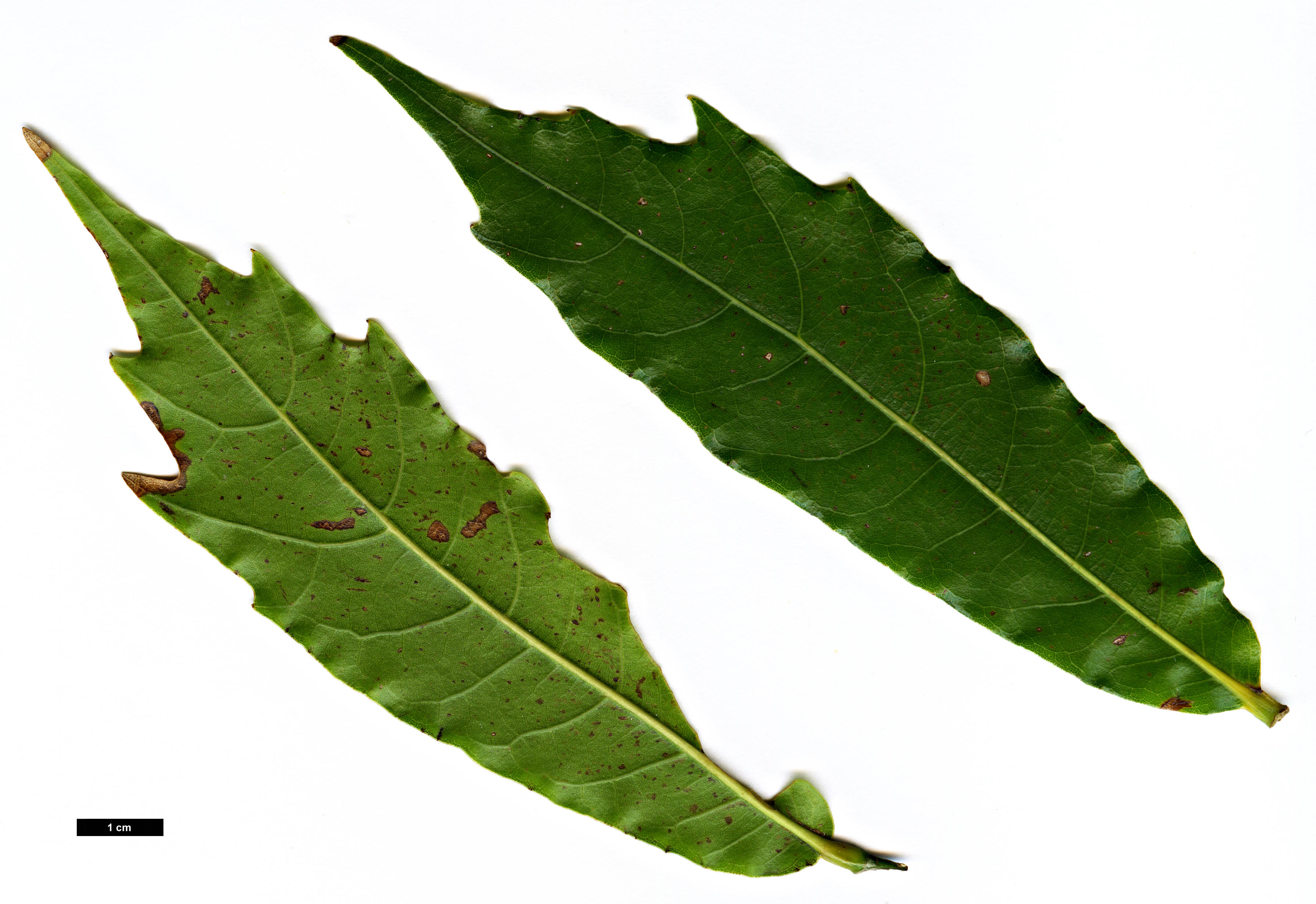 High resolution image: Family: Fagaceae - Genus: Quercus - Taxon: lancifolia