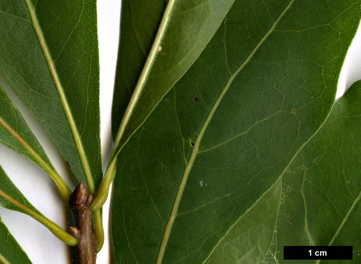 High resolution image: Family: Fagaceae - Genus: Quercus - Taxon: laurifolia