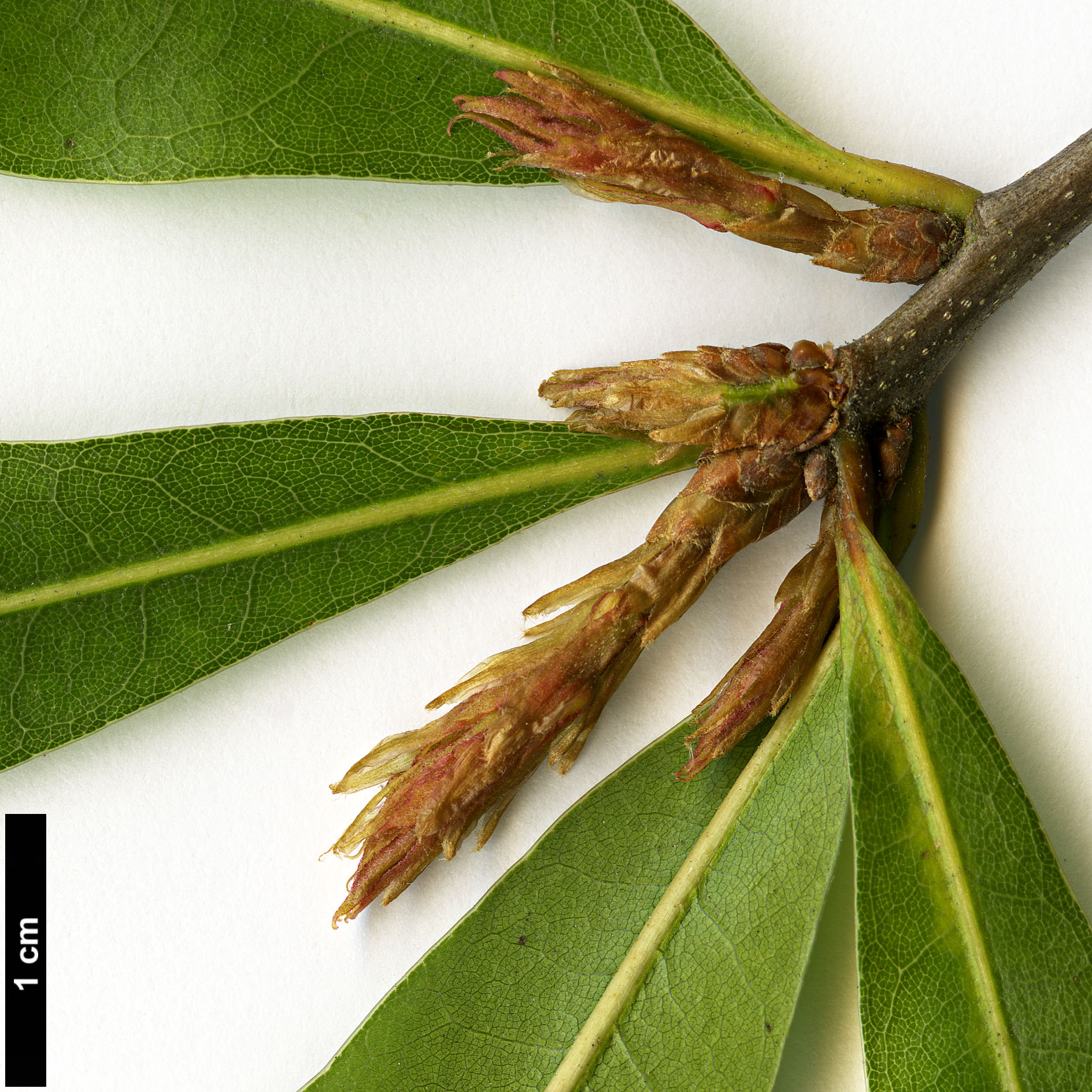 High resolution image: Family: Fagaceae - Genus: Quercus - Taxon: laurifolia