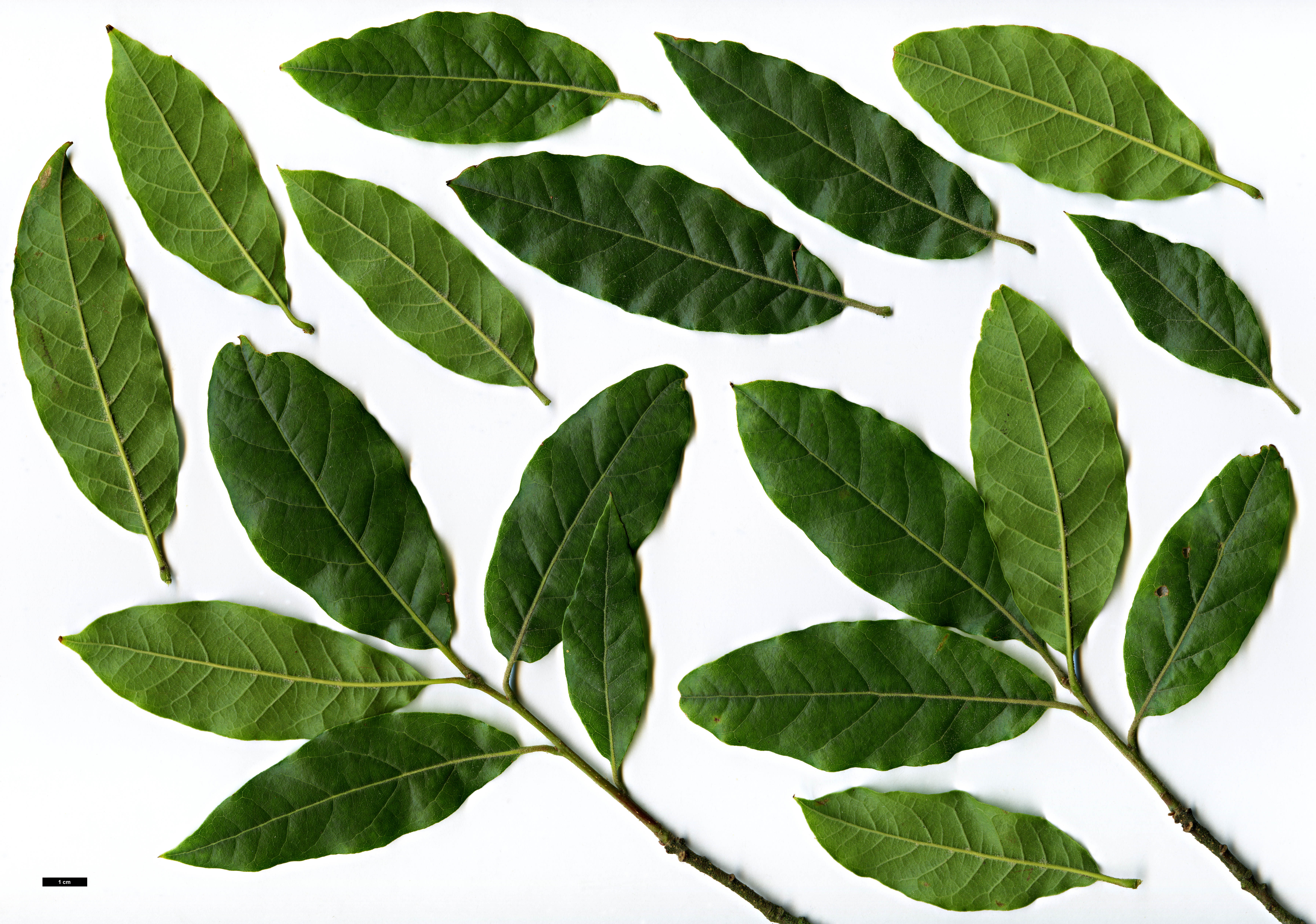 High resolution image: Family: Fagaceae - Genus: Quercus - Taxon: laurina