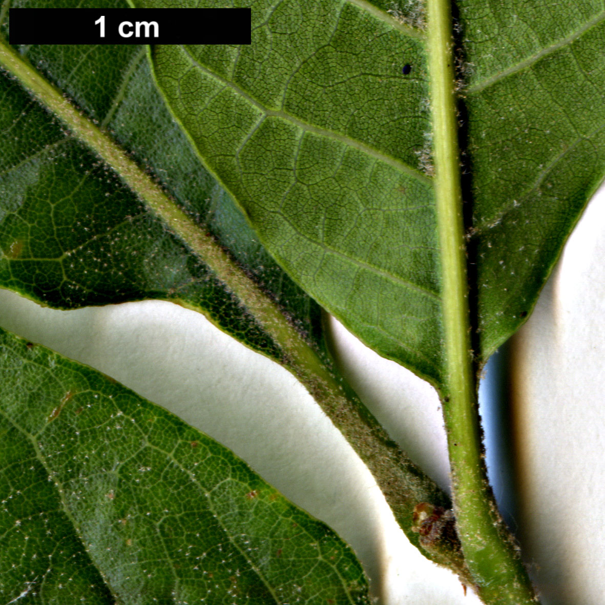 High resolution image: Family: Fagaceae - Genus: Quercus - Taxon: laurina