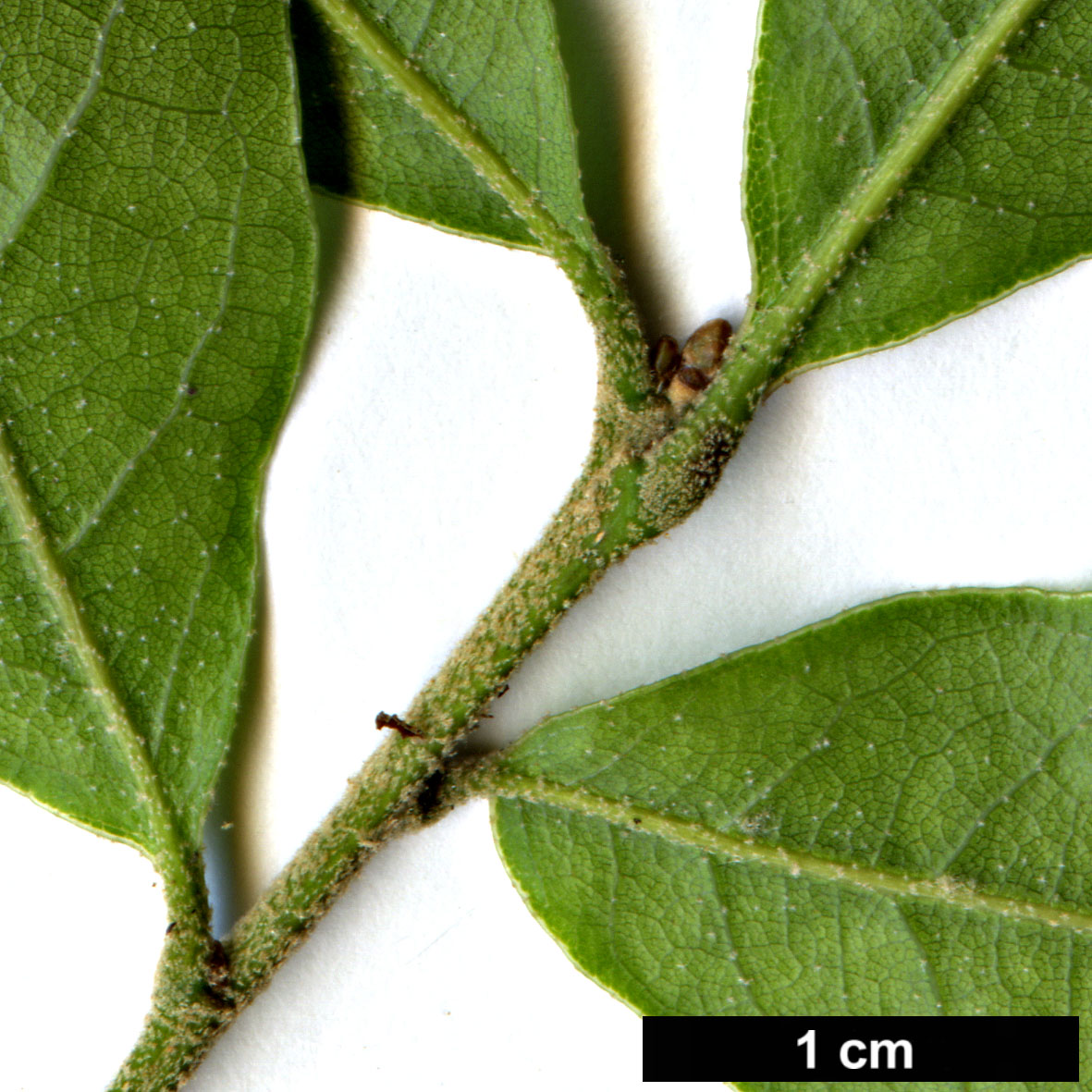 High resolution image: Family: Fagaceae - Genus: Quercus - Taxon: laurina