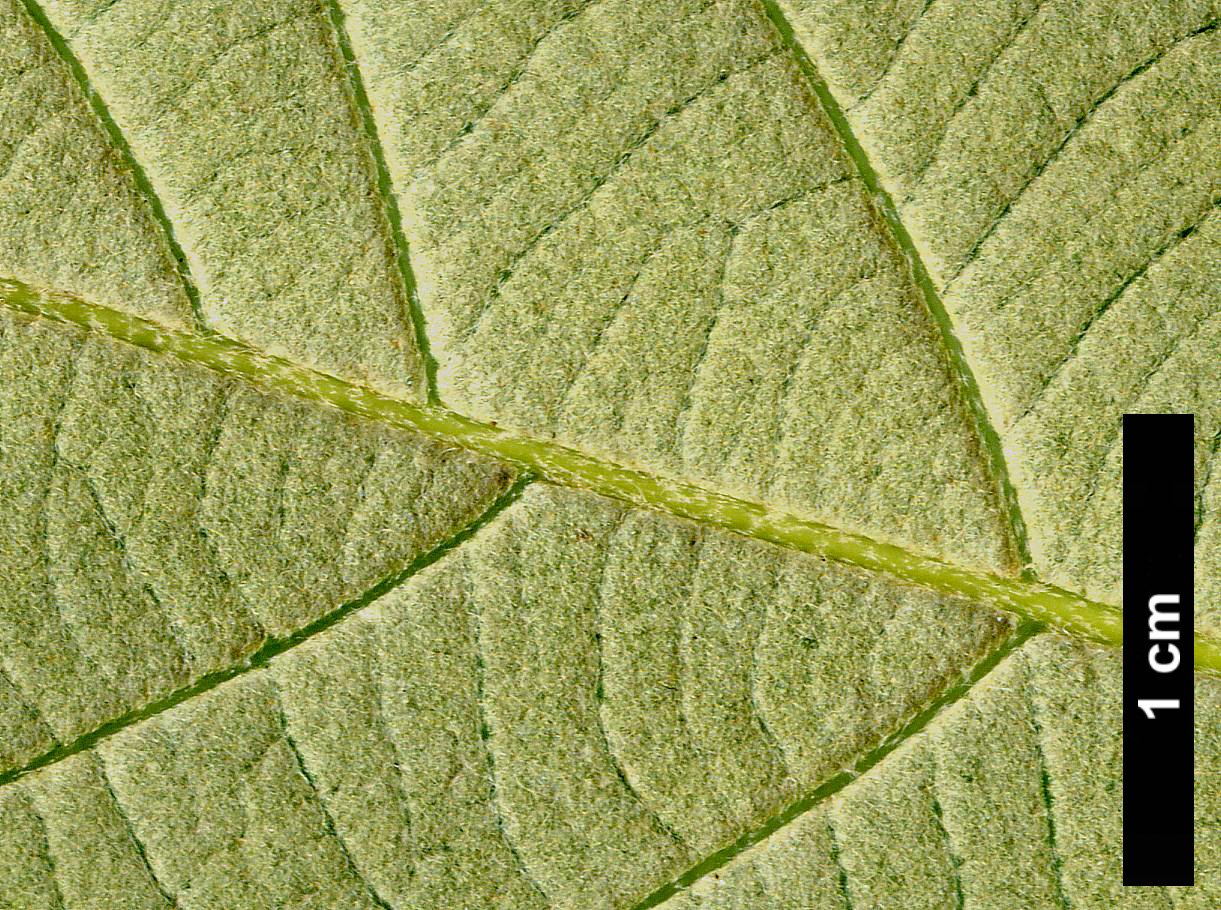 High resolution image: Family: Fagaceae - Genus: Quercus - Taxon: leucotrichophora