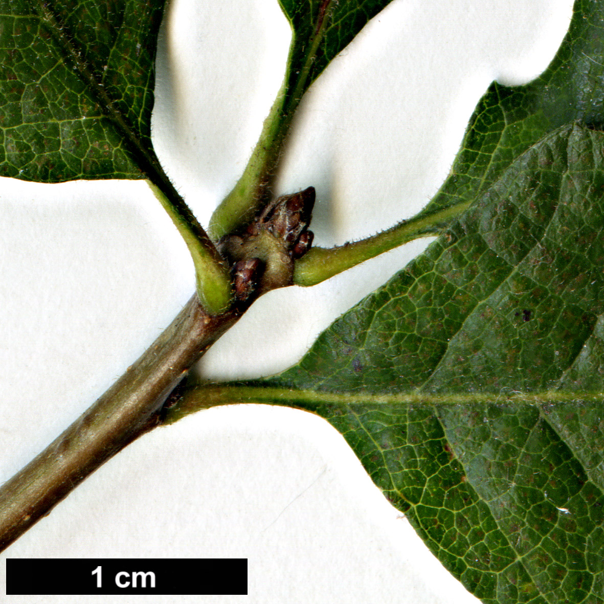 High resolution image: Family: Fagaceae - Genus: Quercus - Taxon: lobata