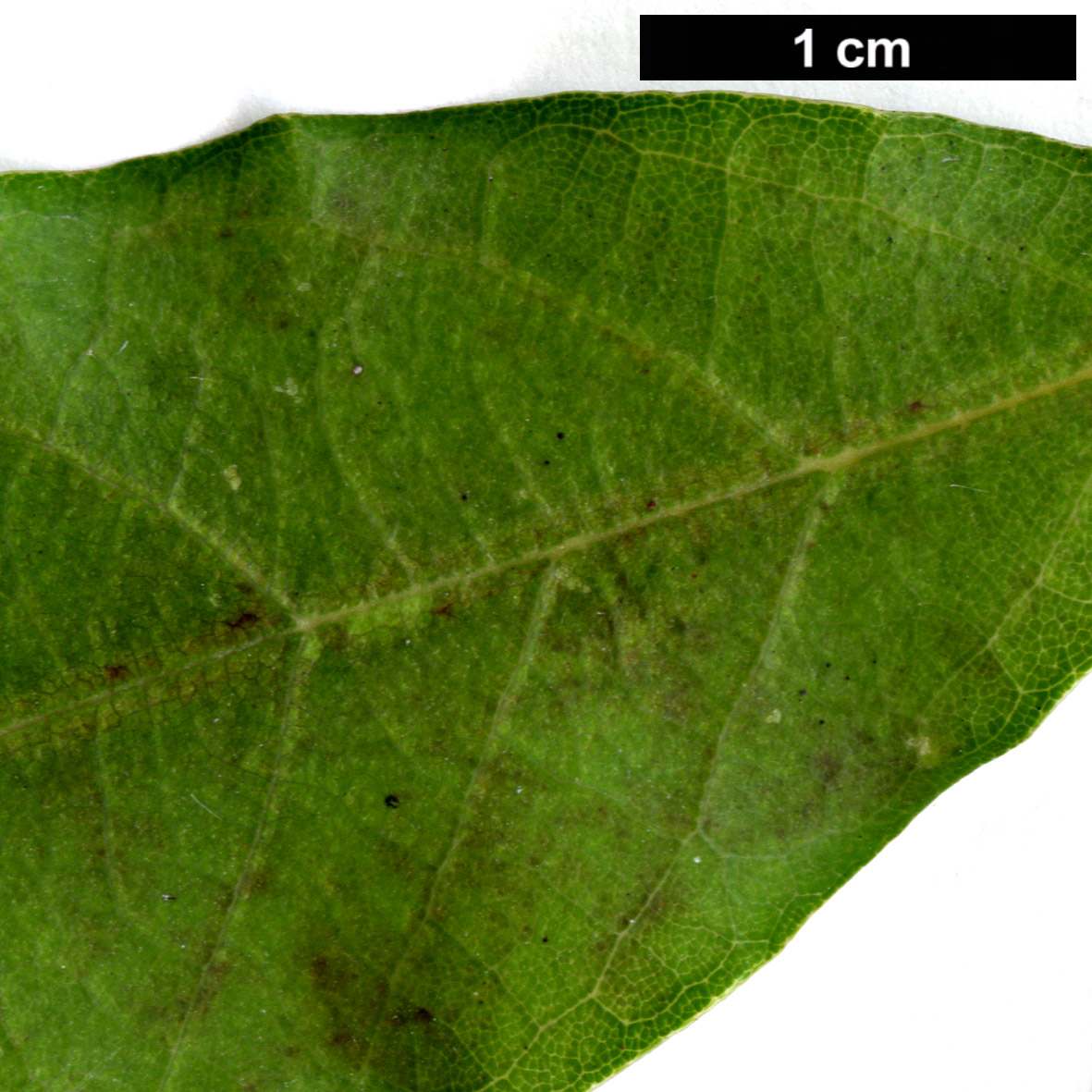 High resolution image: Family: Fagaceae - Genus: Quercus - Taxon: longinux