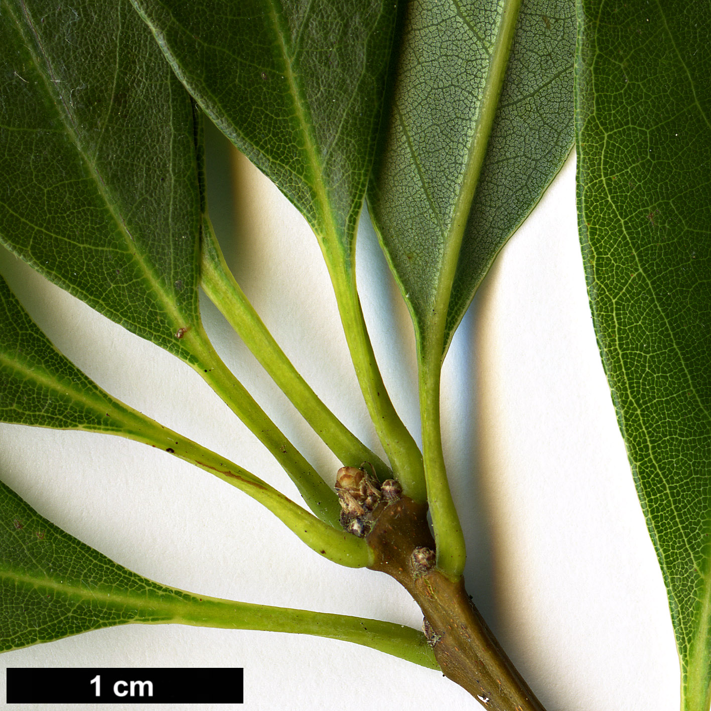 High resolution image: Family: Fagaceae - Genus: Quercus - Taxon: longinux