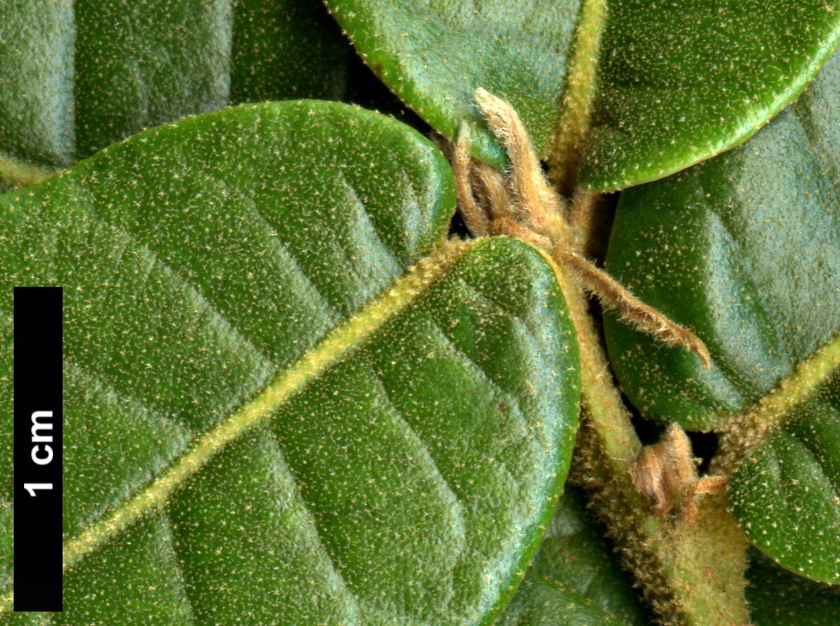 High resolution image: Family: Fagaceae - Genus: Quercus - Taxon: longispica