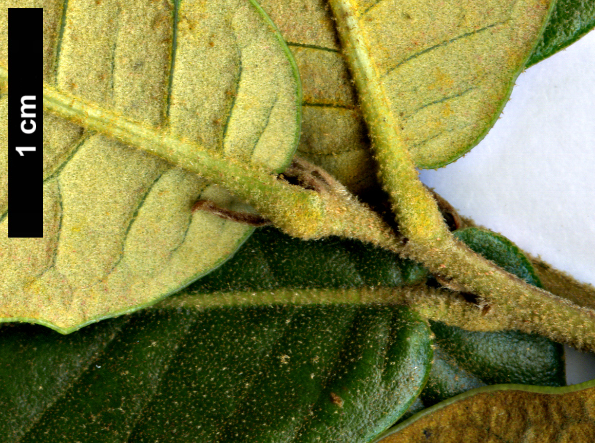 High resolution image: Family: Fagaceae - Genus: Quercus - Taxon: longispica