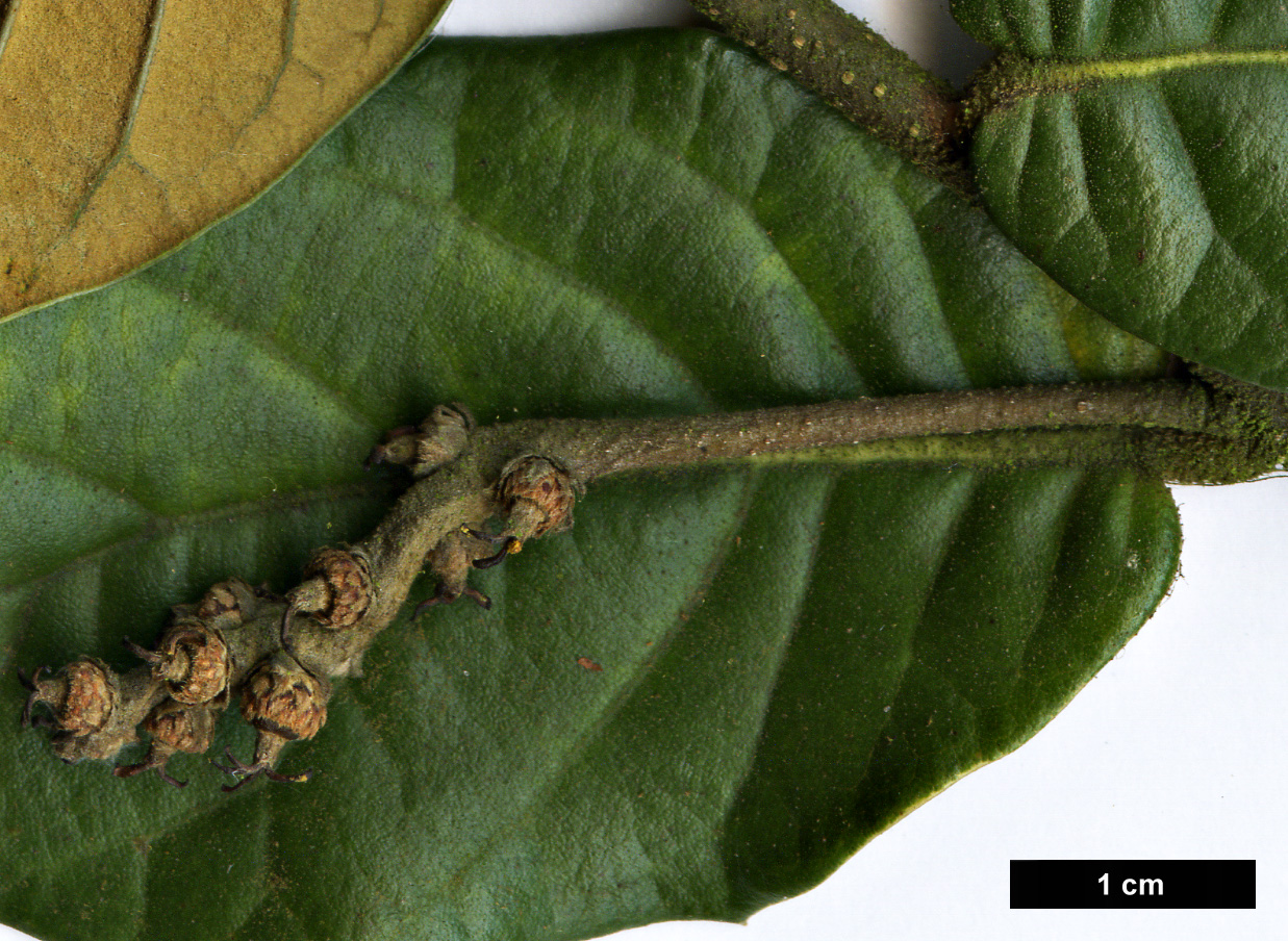 High resolution image: Family: Fagaceae - Genus: Quercus - Taxon: longispica