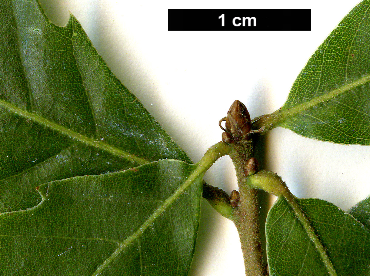 High resolution image: Family: Fagaceae - Genus: Quercus - Taxon: lusitanica
