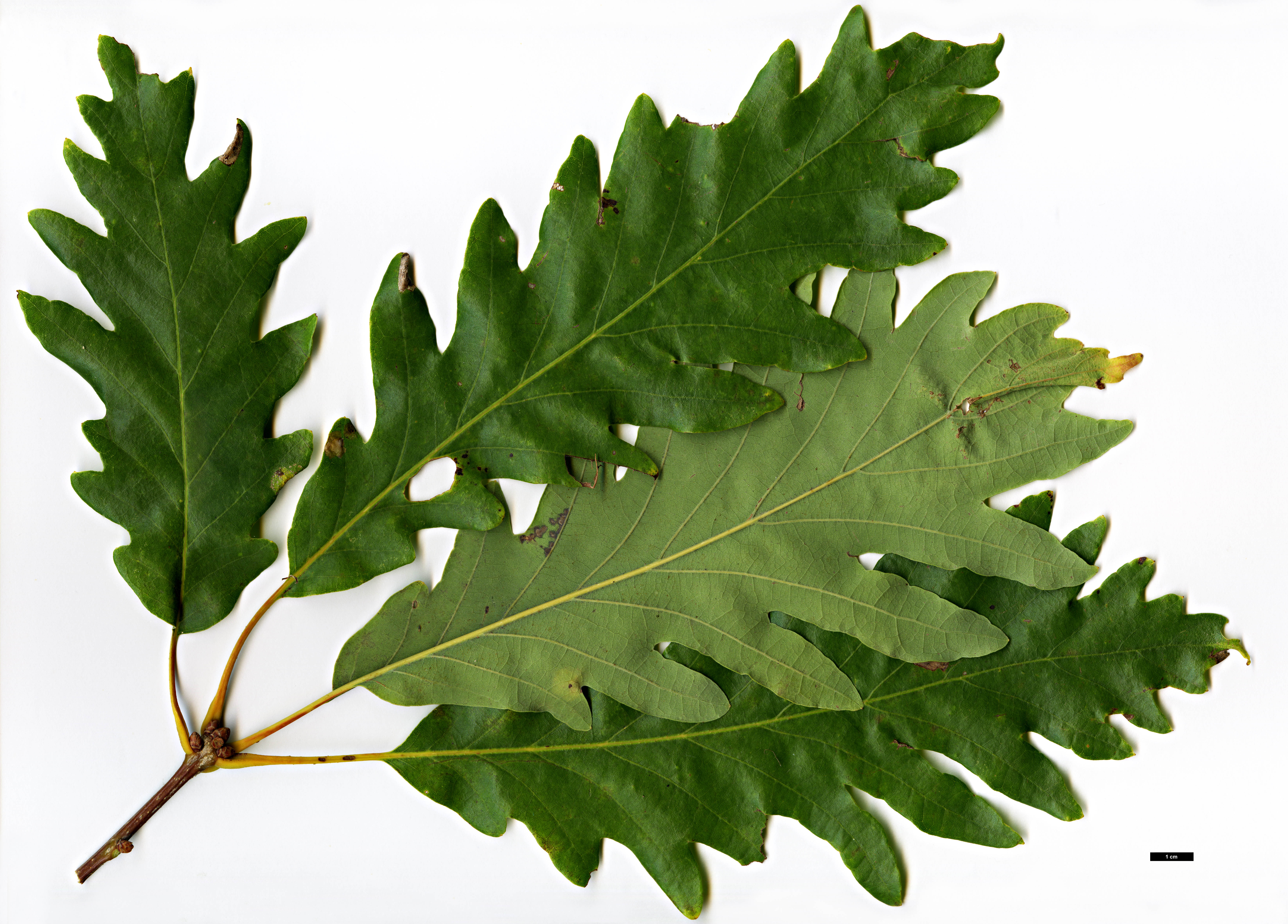 High resolution image: Family: Fagaceae - Genus: Quercus - Taxon: lyrata - SpeciesSub: 'Arnold'