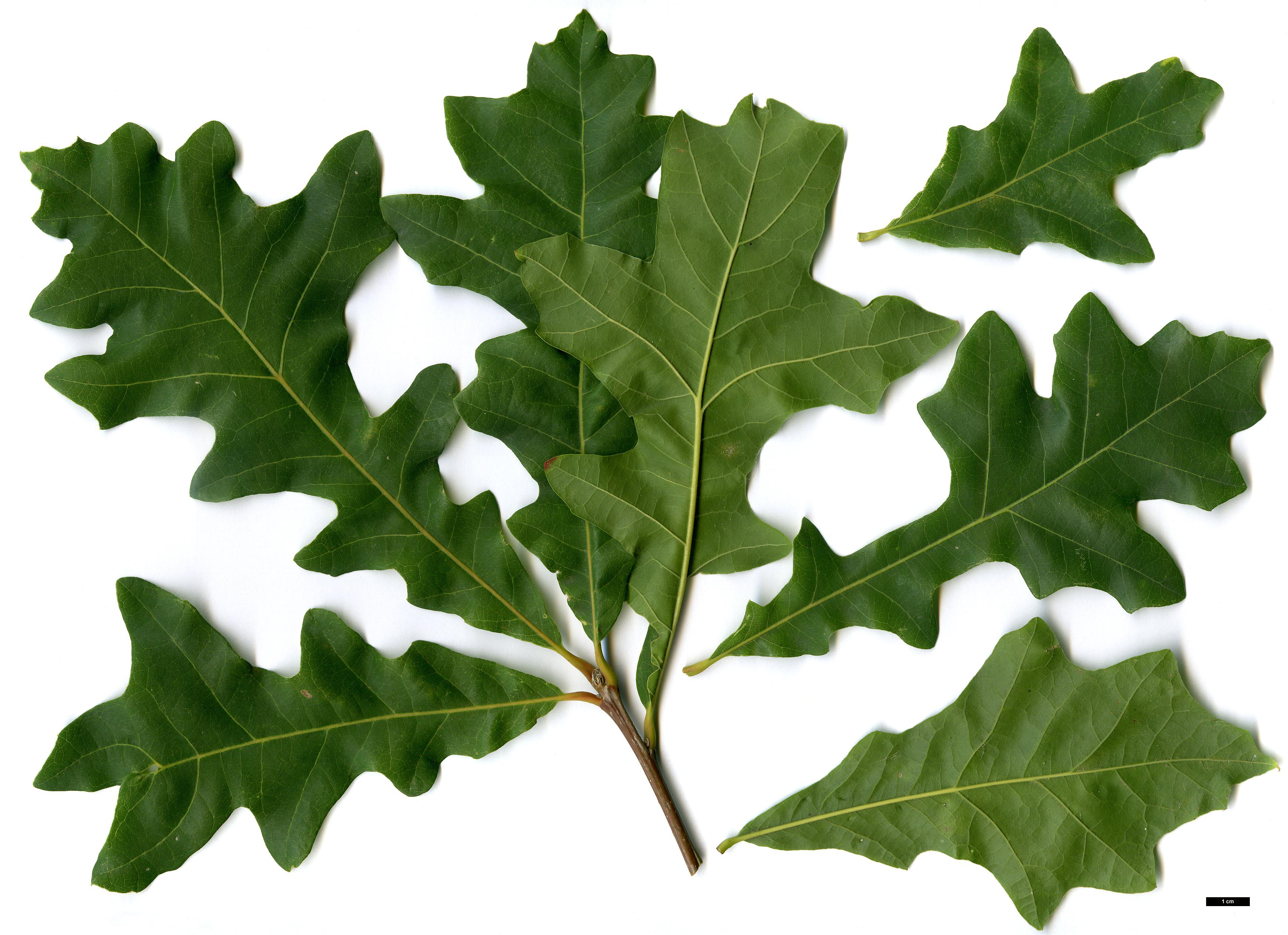 High resolution image: Family: Fagaceae - Genus: Quercus - Taxon: lyrata