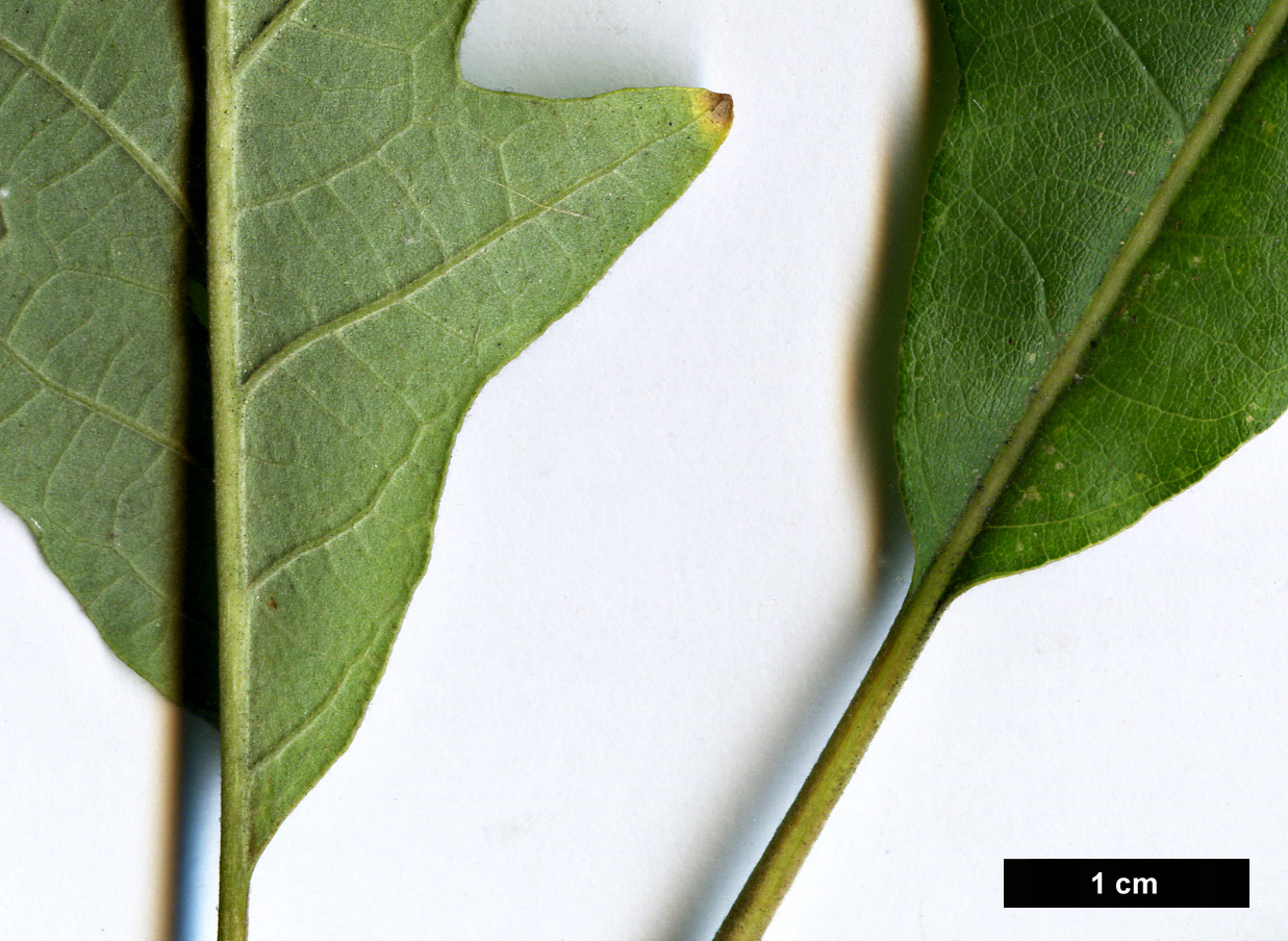 High resolution image: Family: Fagaceae - Genus: Quercus - Taxon: macrocarpa