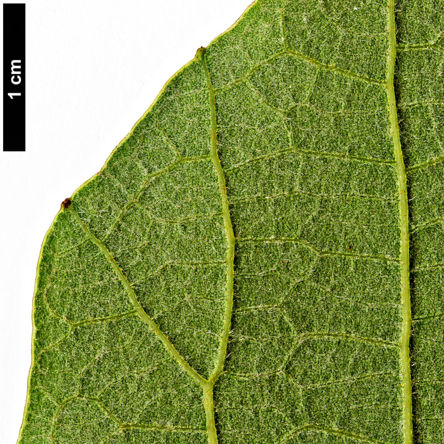 High resolution image: Family: Fagaceae - Genus: Quercus - Taxon: magnoliifolia