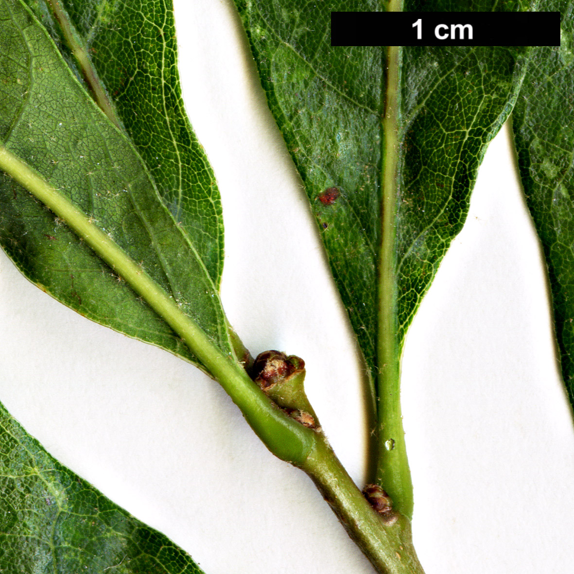 High resolution image: Family: Fagaceae - Genus: Quercus - Taxon: margarettae