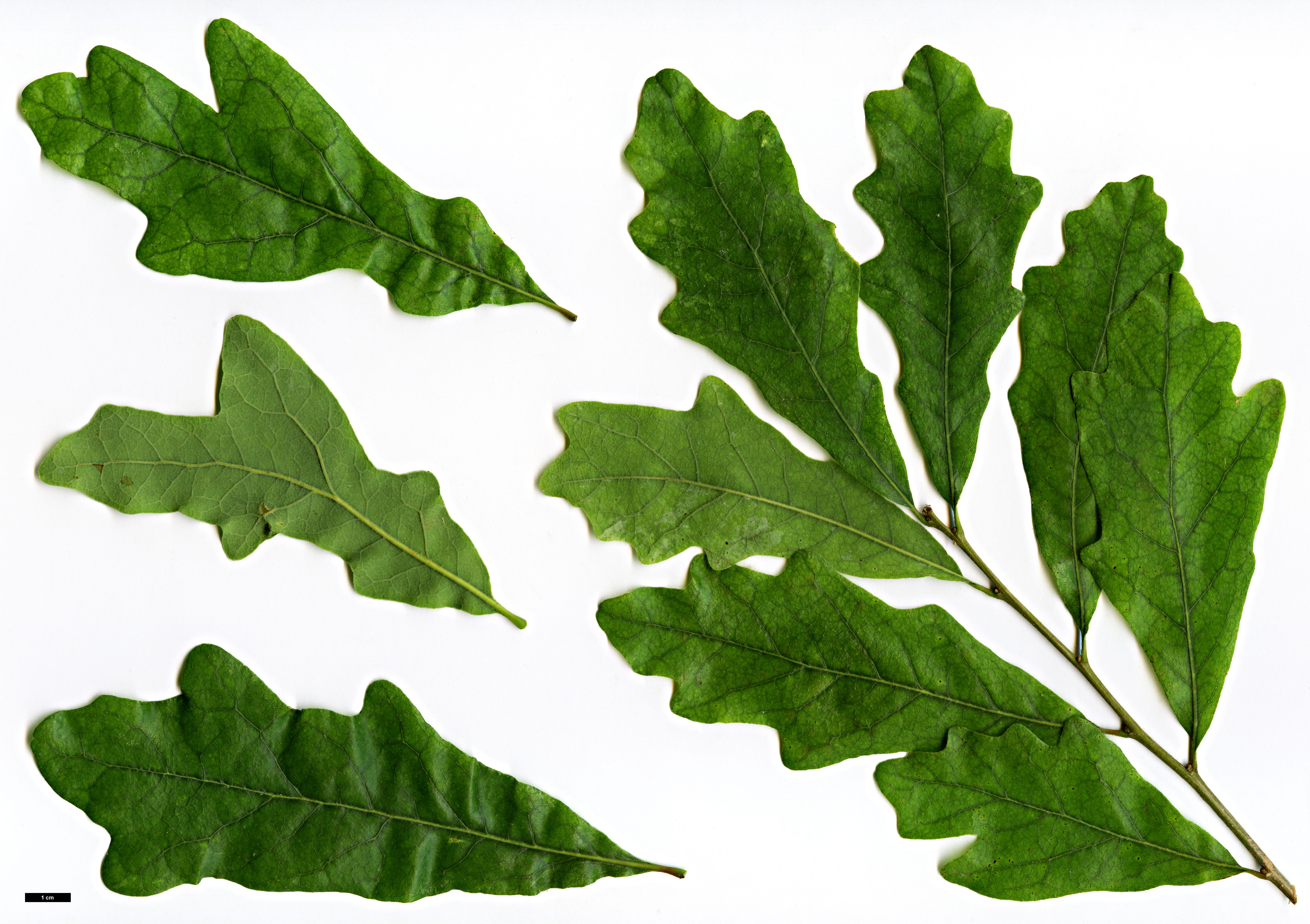 High resolution image: Family: Fagaceae - Genus: Quercus - Taxon: margarettae