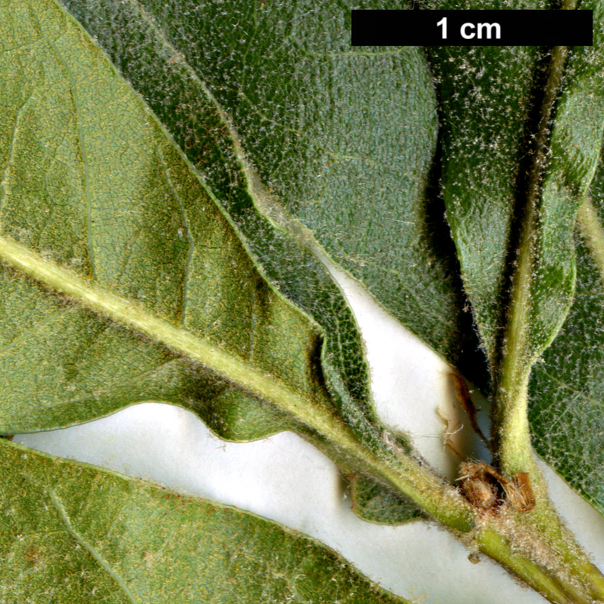 High resolution image: Family: Fagaceae - Genus: Quercus - Taxon: marilandica