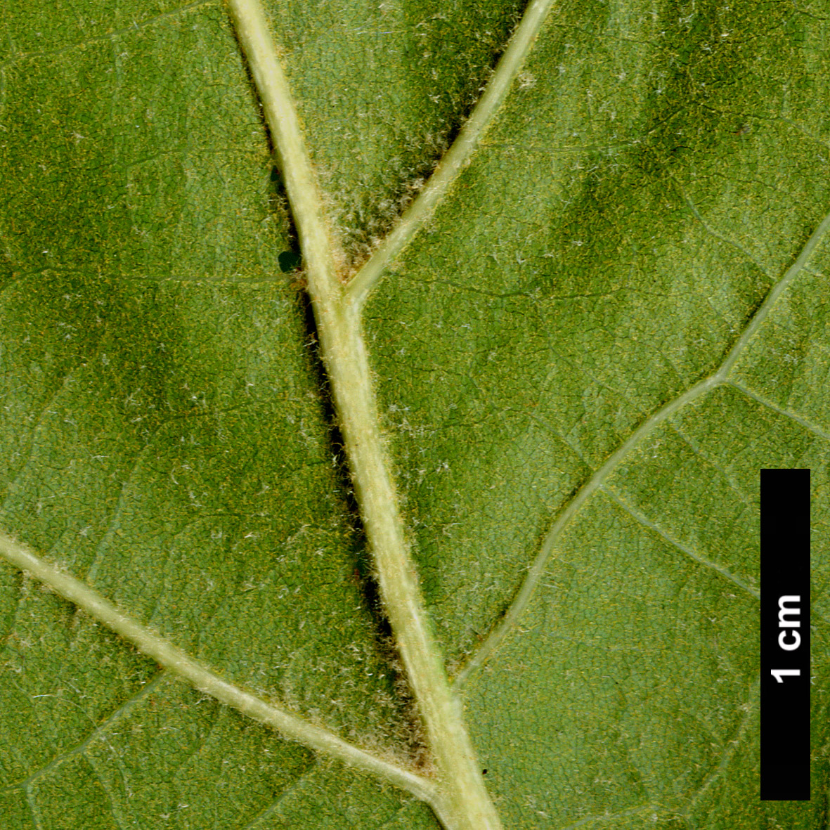 High resolution image: Family: Fagaceae - Genus: Quercus - Taxon: marilandica