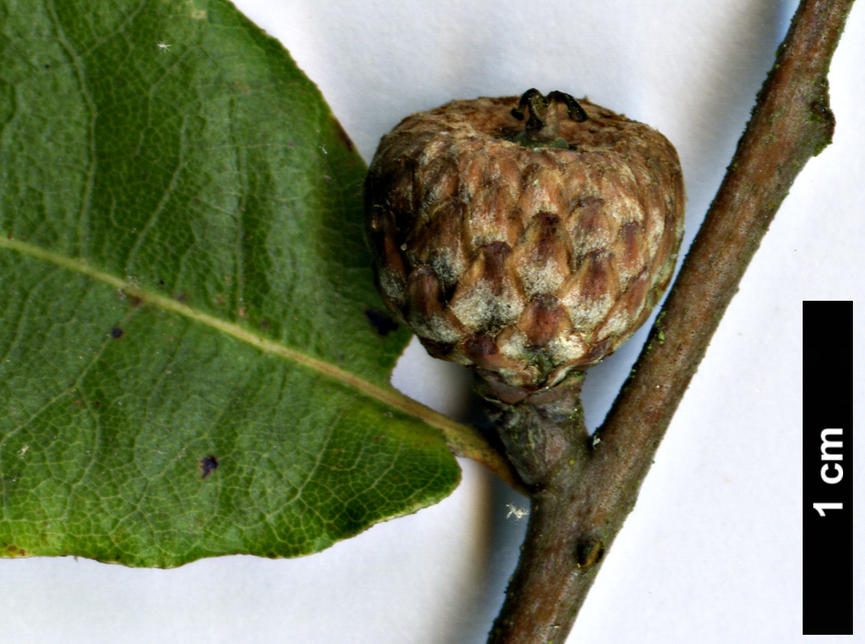 High resolution image: Family: Fagaceae - Genus: Quercus - Taxon: mexicana