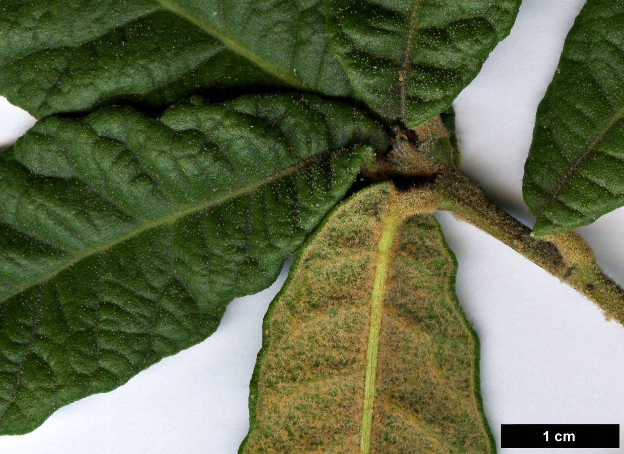 High resolution image: Family: Fagaceae - Genus: Quercus - Taxon: miquihuanensis