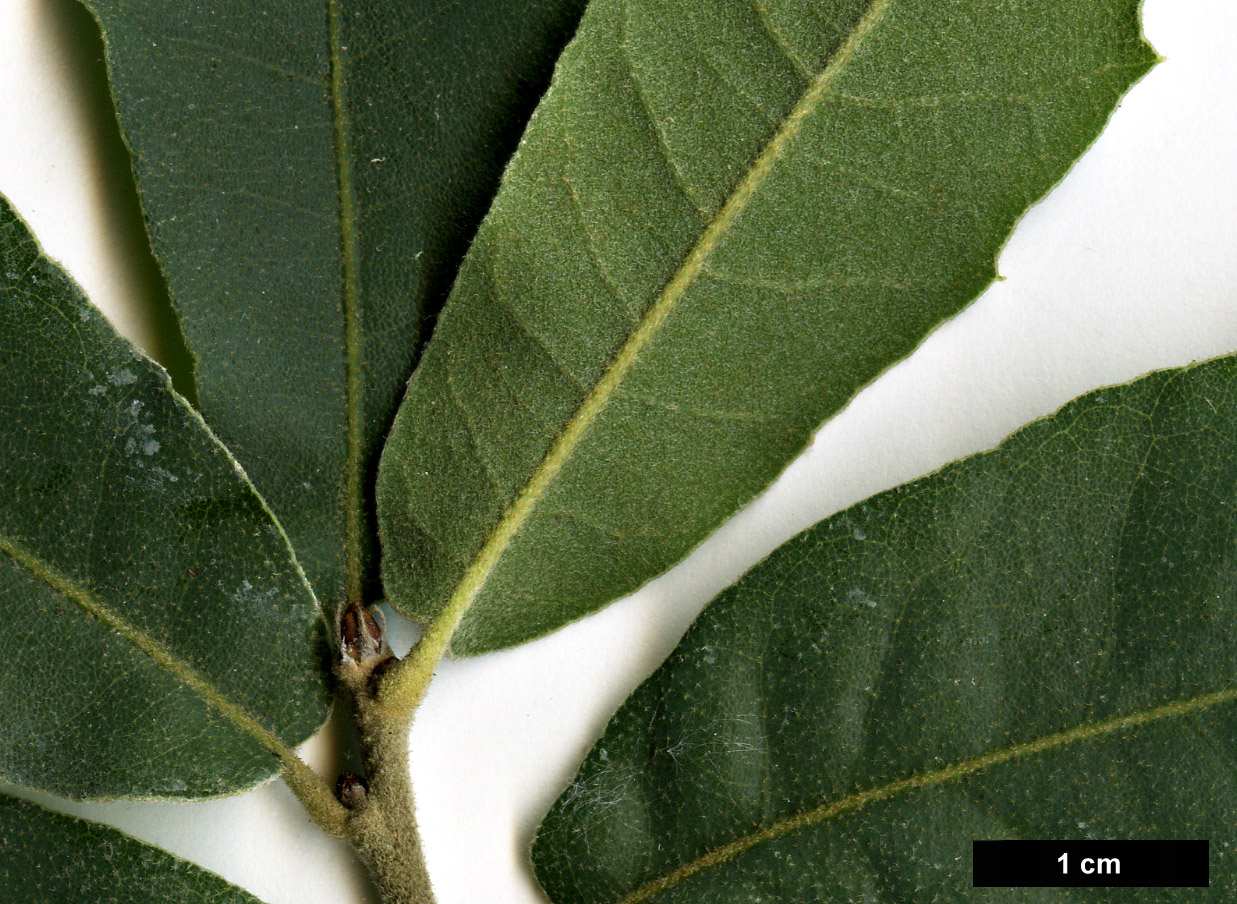 High resolution image: Family: Fagaceae - Genus: Quercus - Taxon: mohriana