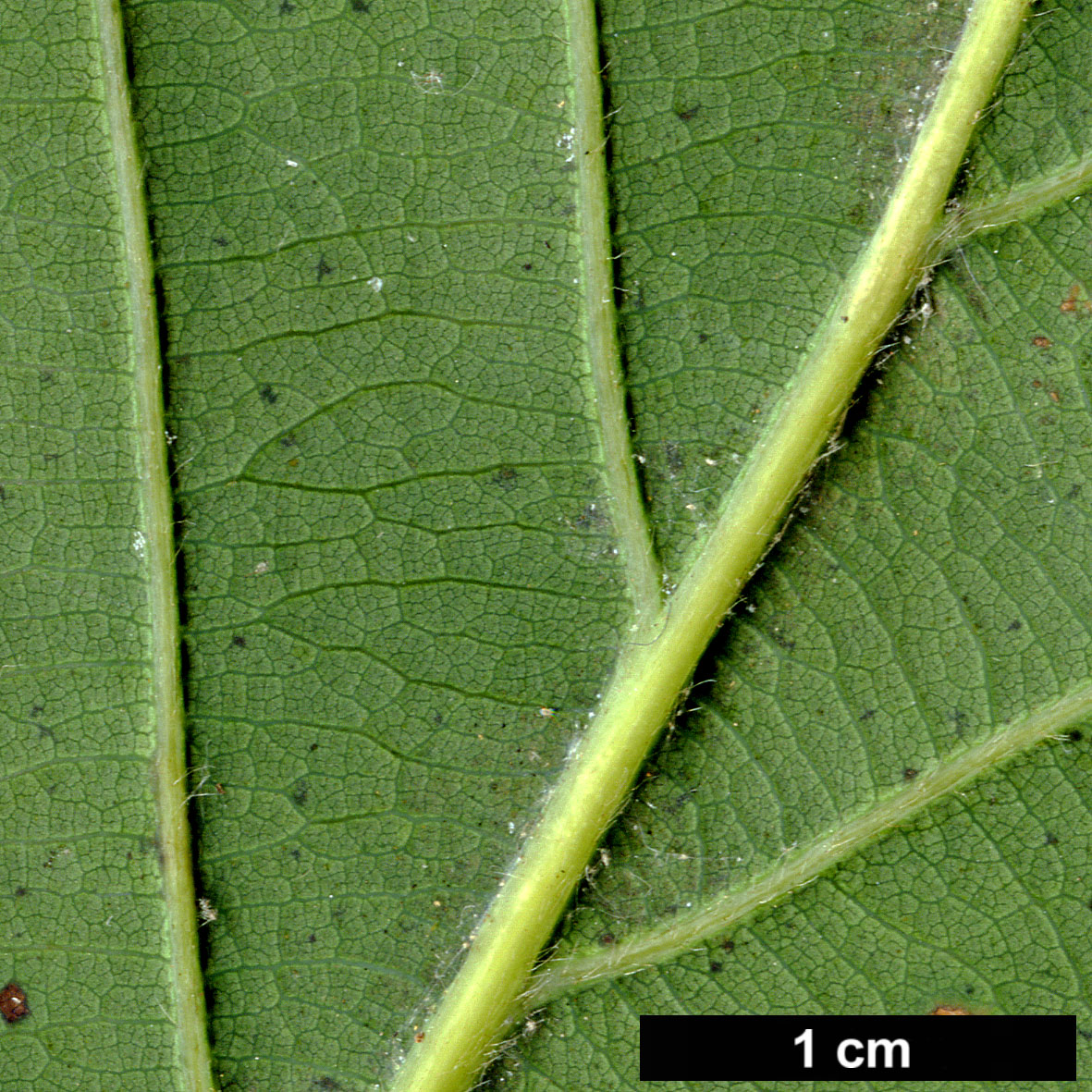 High resolution image: Family: Fagaceae - Genus: Quercus - Taxon: mongolica