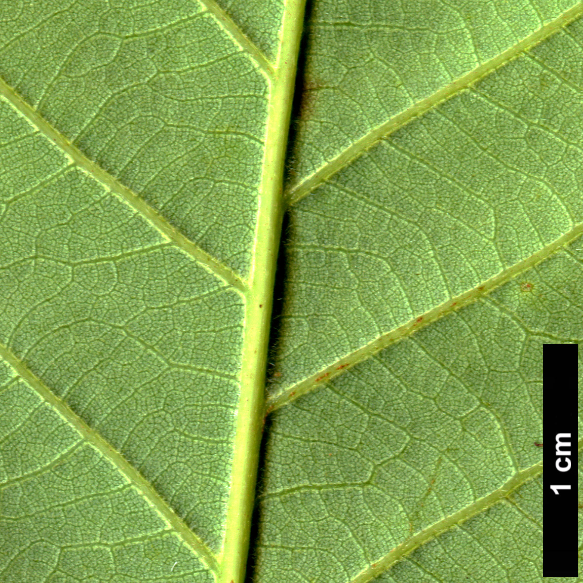 High resolution image: Family: Fagaceae - Genus: Quercus - Taxon: montana