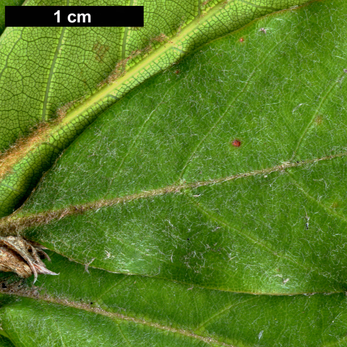 High resolution image: Family: Fagaceae - Genus: Quercus - Taxon: morii