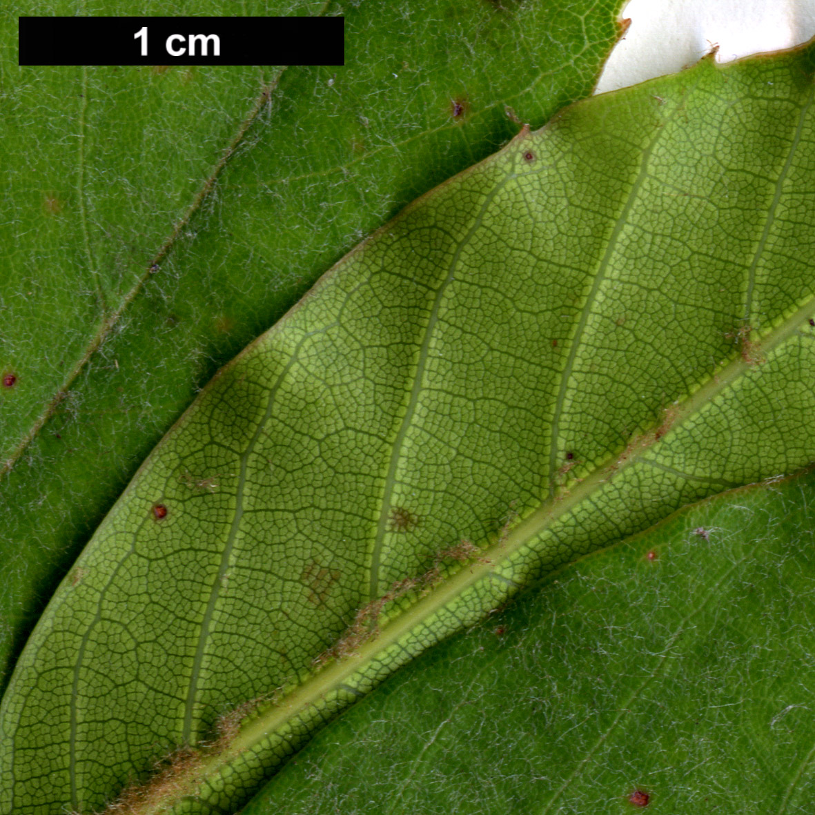 High resolution image: Family: Fagaceae - Genus: Quercus - Taxon: morii