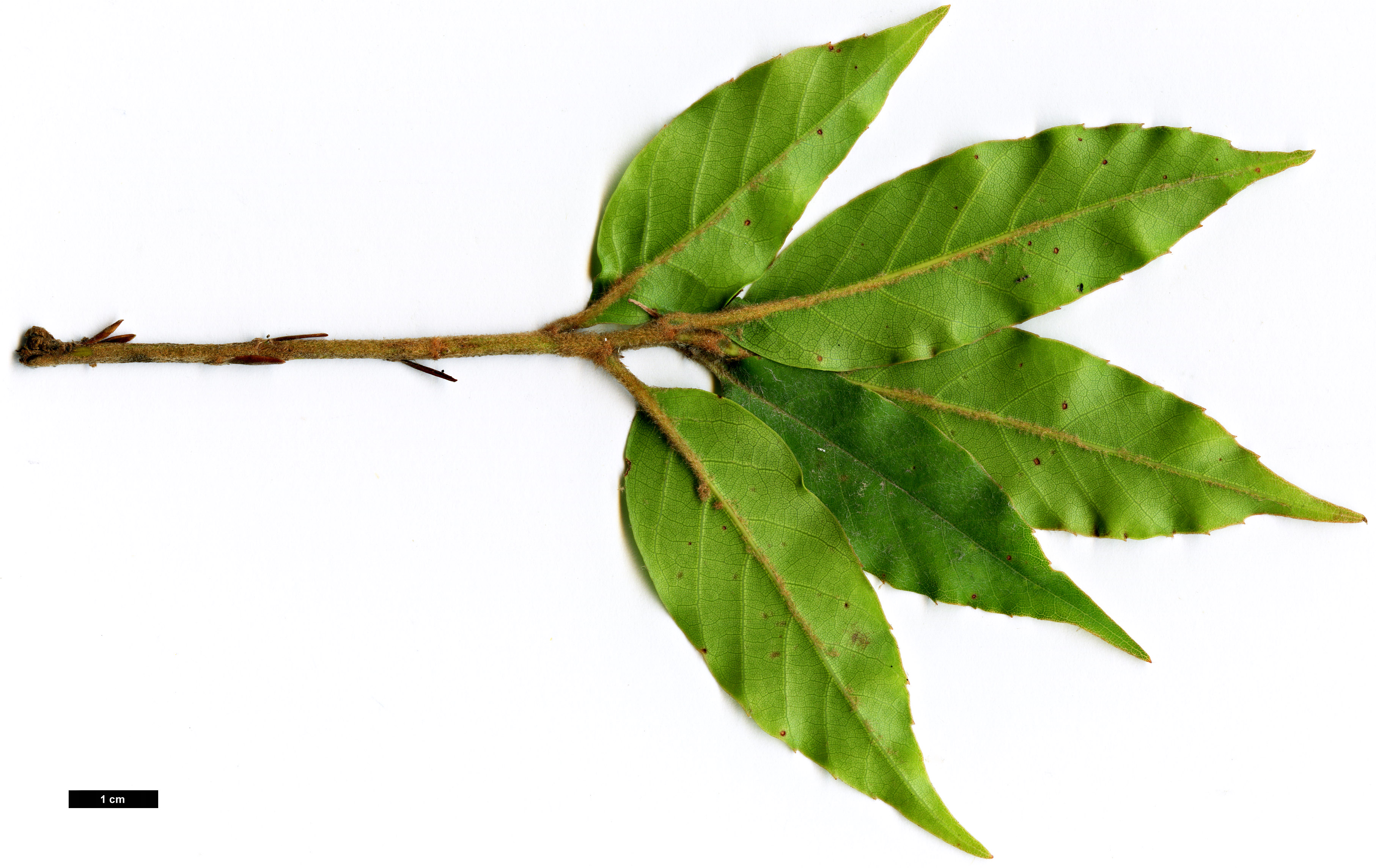 High resolution image: Family: Fagaceae - Genus: Quercus - Taxon: morii