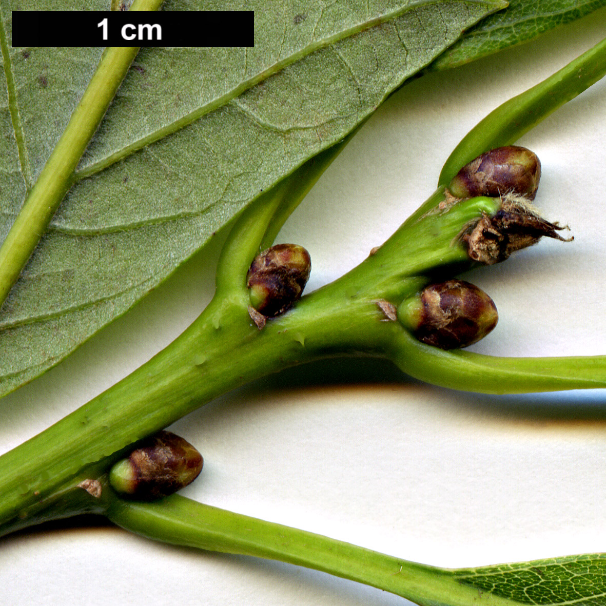 High resolution image: Family: Fagaceae - Genus: Quercus - Taxon: muehlenbergii