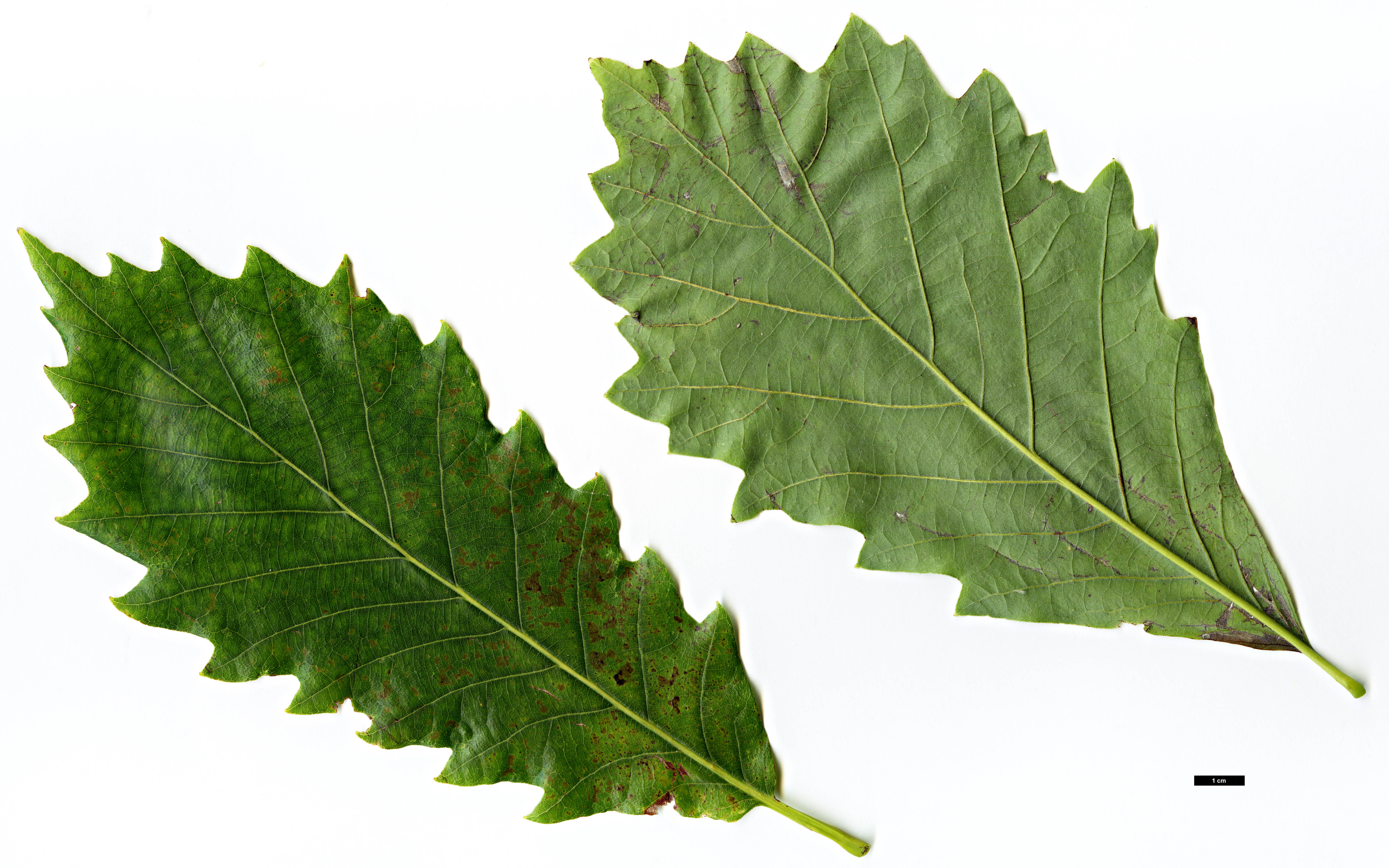 High resolution image: Family: Fagaceae - Genus: Quercus - Taxon: muehlenbergii