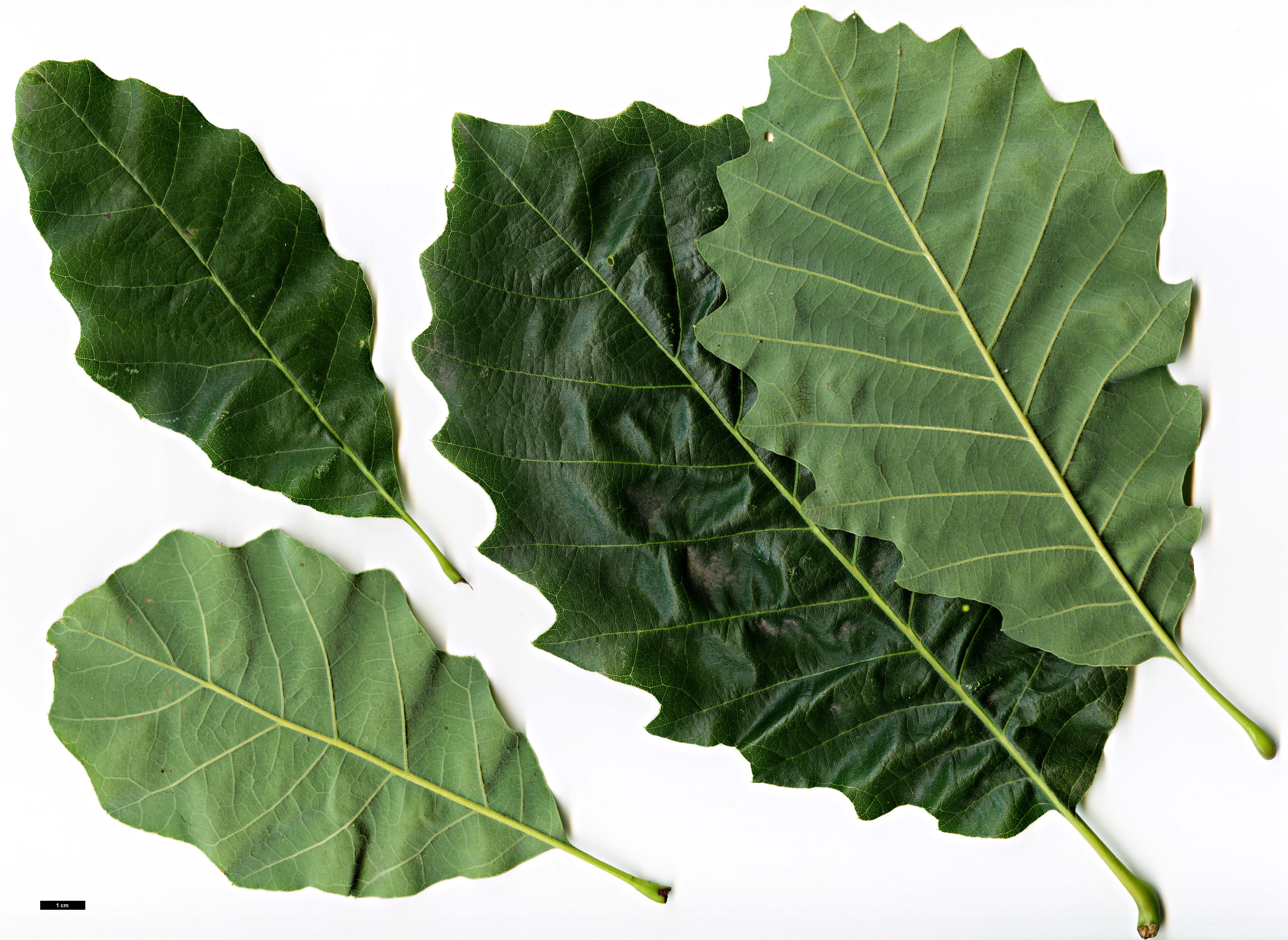 High resolution image: Family: Fagaceae - Genus: Quercus - Taxon: muehlenbergii