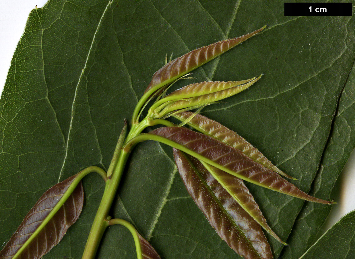 High resolution image: Family: Fagaceae - Genus: Quercus - Taxon: myrsinifolia