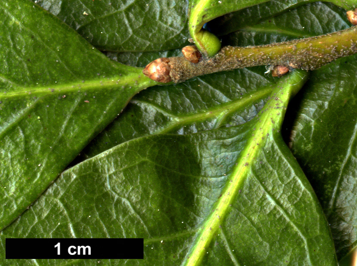 High resolution image: Family: Fagaceae - Genus: Quercus - Taxon: myrtifolia