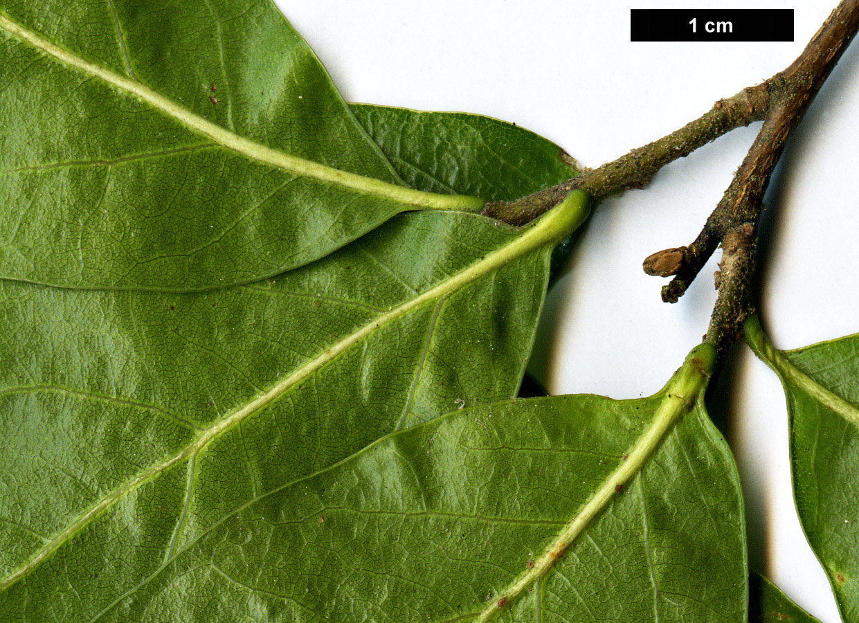 High resolution image: Family: Fagaceae - Genus: Quercus - Taxon: myrtifolia