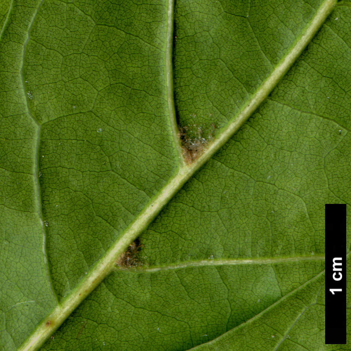 High resolution image: Family: Fagaceae - Genus: Quercus - Taxon: nigra - SpeciesSub: 'Beethoven'