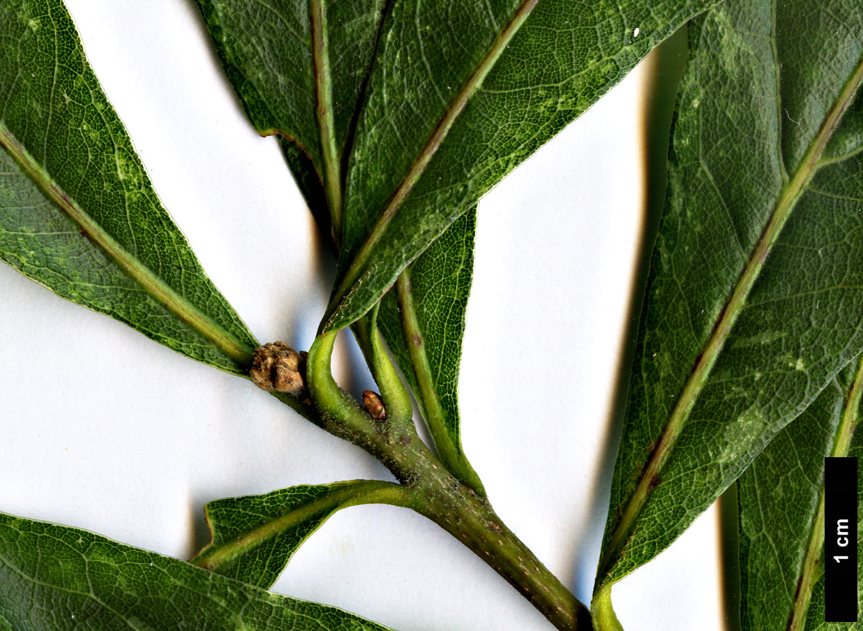 High resolution image: Family: Fagaceae - Genus: Quercus - Taxon: nigra