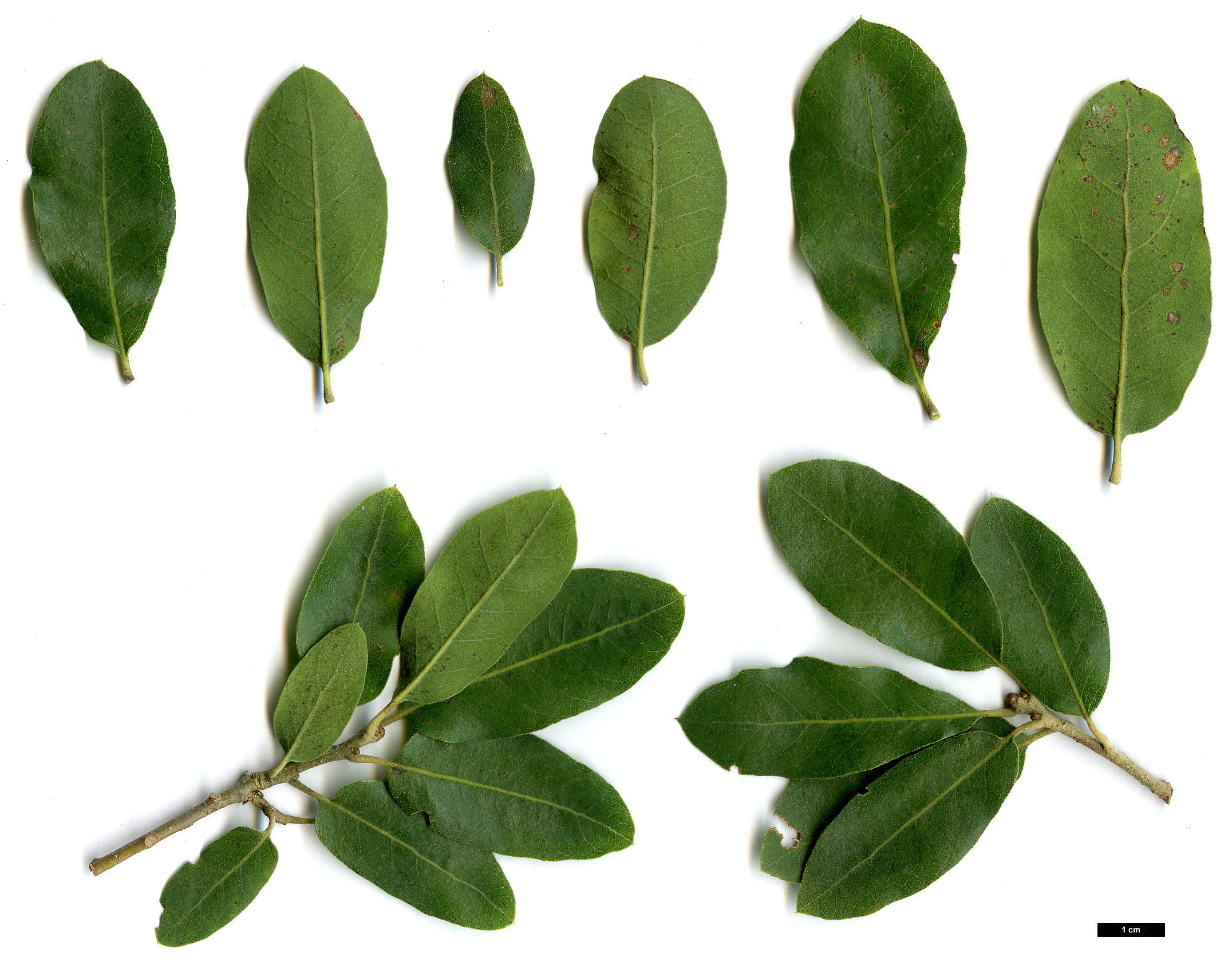 High resolution image: Family: Fagaceae - Genus: Quercus - Taxon: oblongifolia