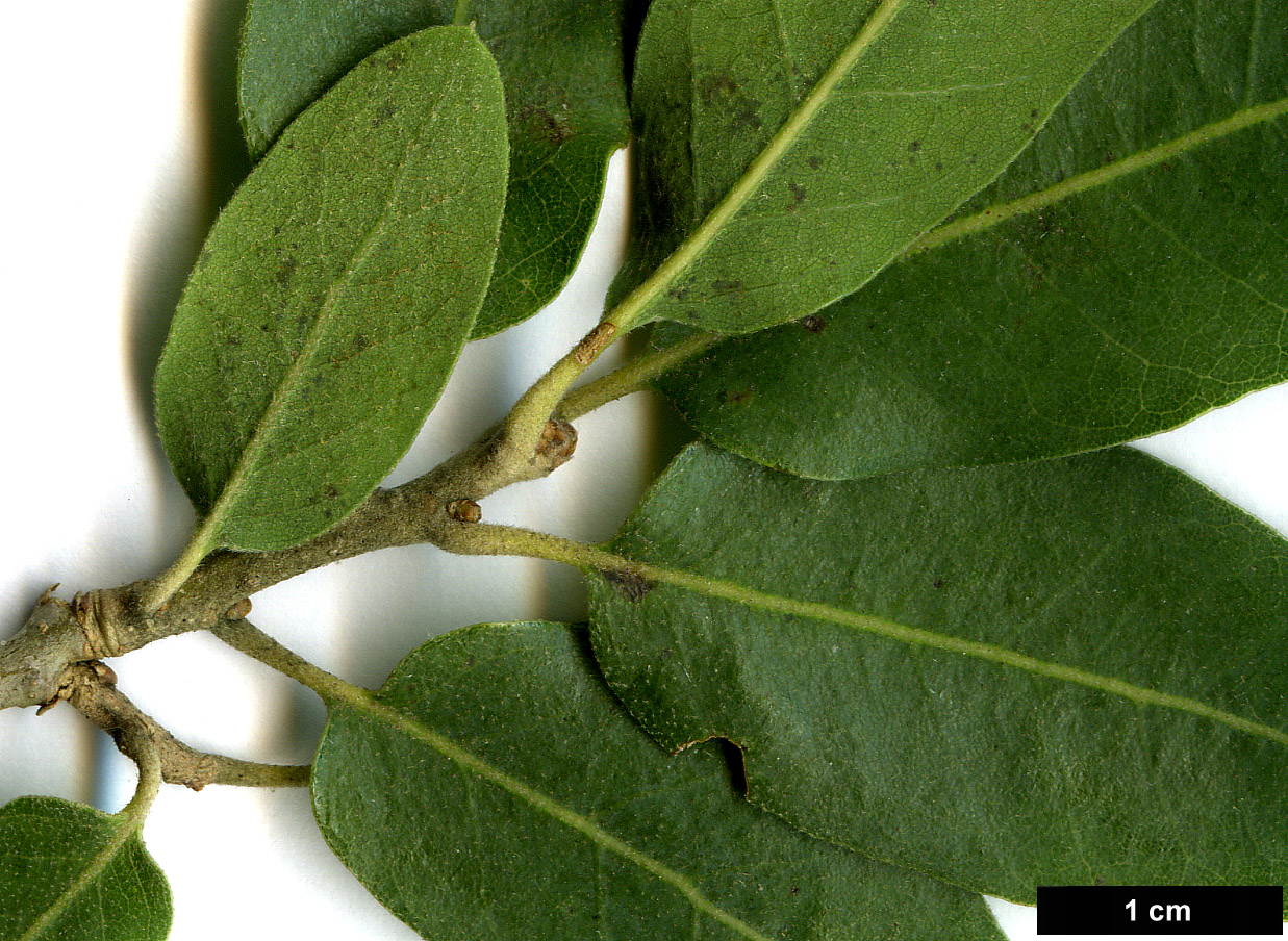 High resolution image: Family: Fagaceae - Genus: Quercus - Taxon: oblongifolia