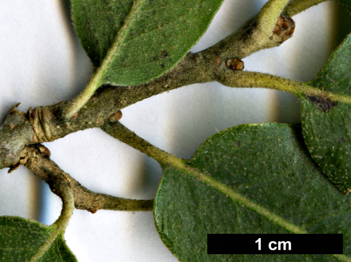 High resolution image: Family: Fagaceae - Genus: Quercus - Taxon: oblongifolia