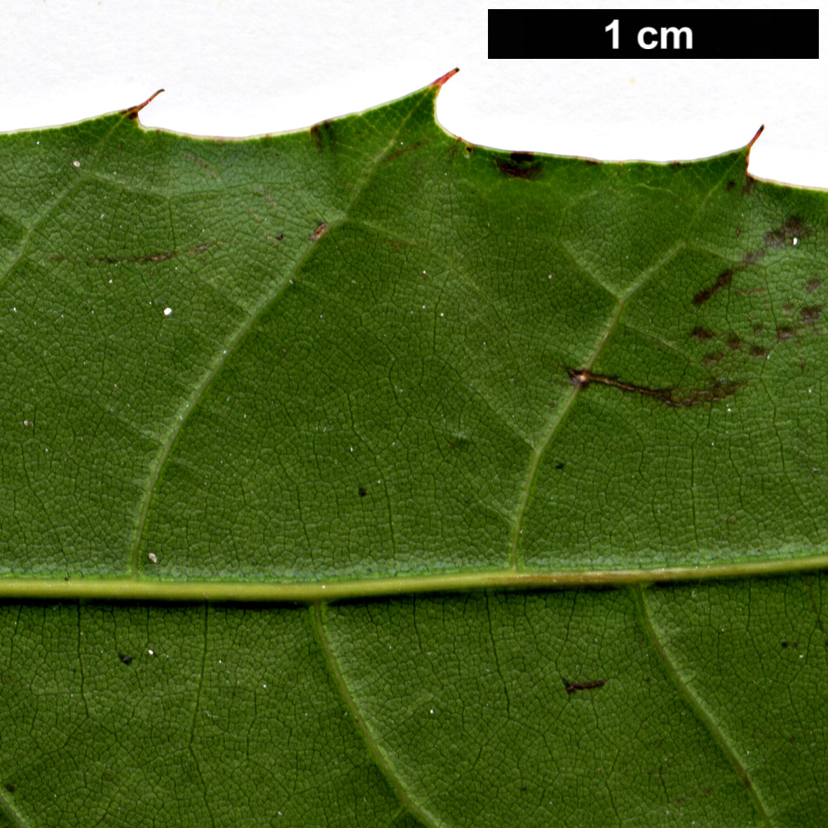 High resolution image: Family: Fagaceae - Genus: Quercus - Taxon: ocoteifolia