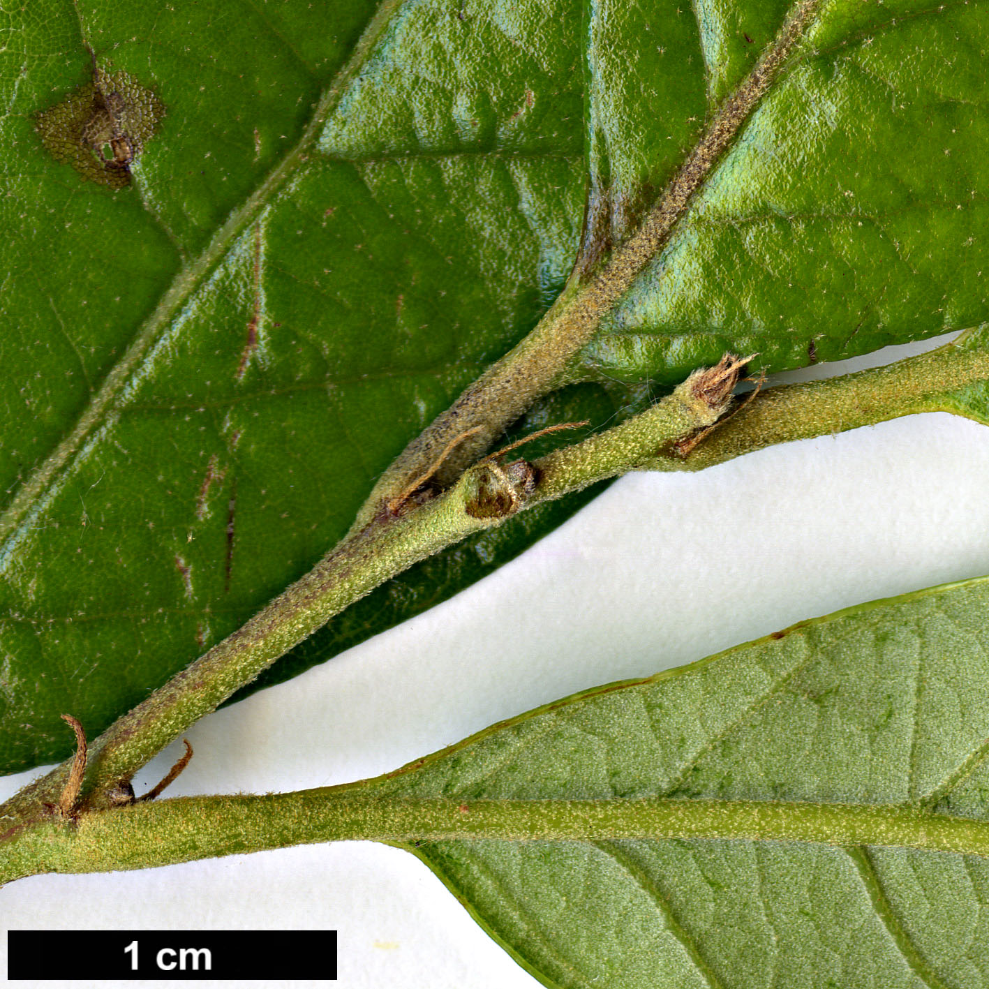 High resolution image: Family: Fagaceae - Genus: Quercus - Taxon: oleoides