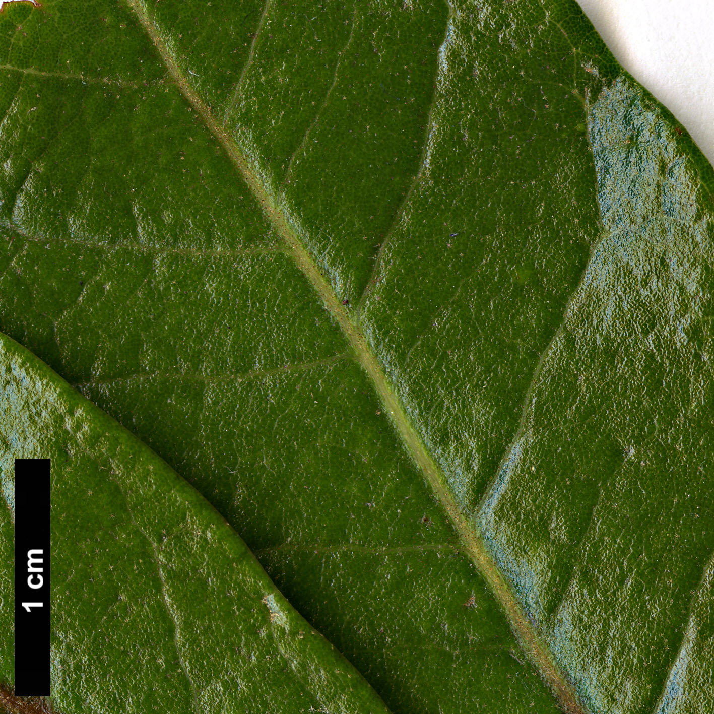 High resolution image: Family: Fagaceae - Genus: Quercus - Taxon: oleoides