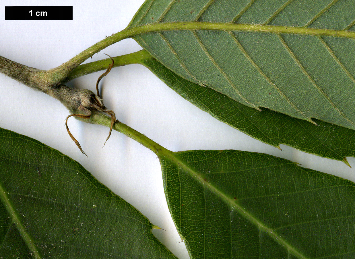 High resolution image: Family: Fagaceae - Genus: Quercus - Taxon: oxyodon