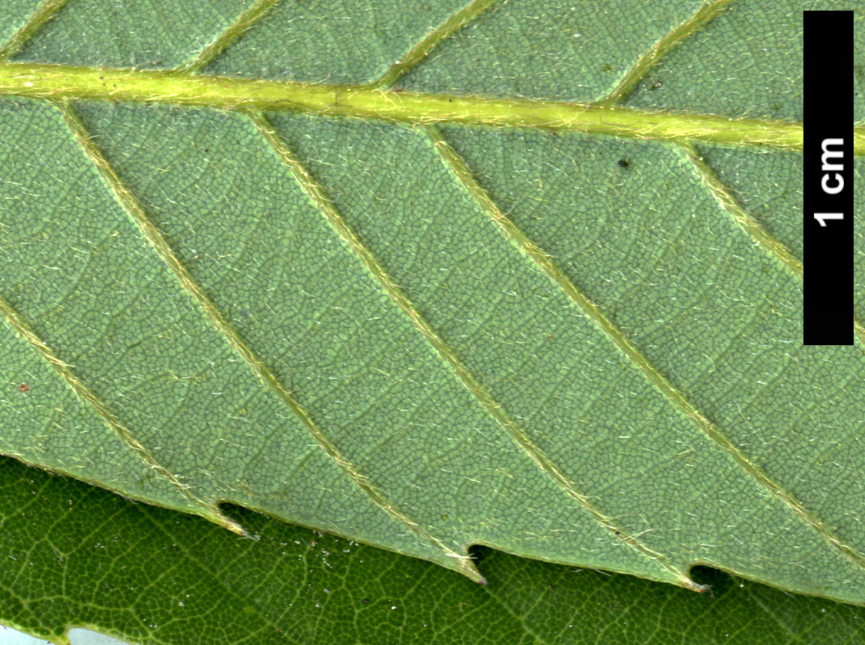 High resolution image: Family: Fagaceae - Genus: Quercus - Taxon: oxyodon